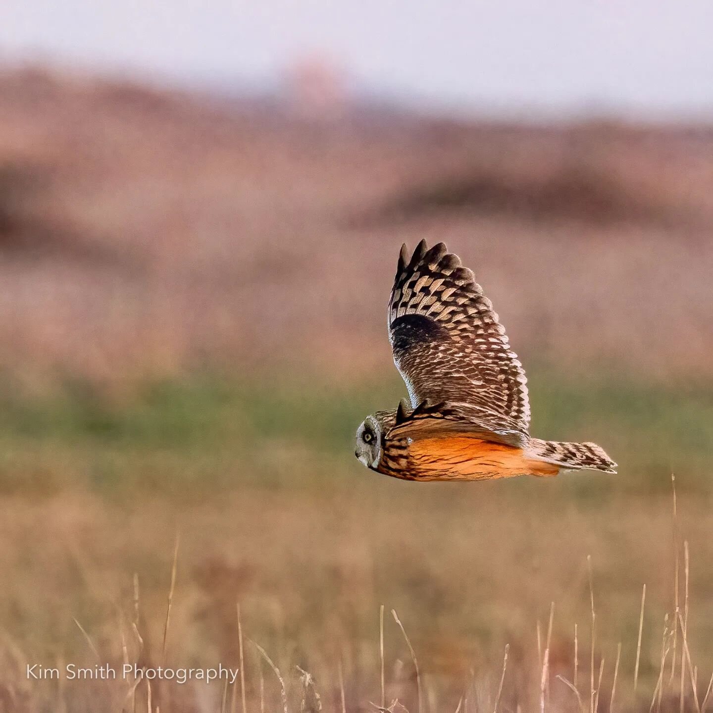 After a long wait in the cold, I had the pleasure of seeing a Shortie in the last few minutes of the setting sun. A feel-good moment.
.
#owls&nbsp;#bird&nbsp;#owlstagram_feature#owlpainting&nbsp;
#birdstagram&nbsp;#owlfamily #owlet
#birdphotography #