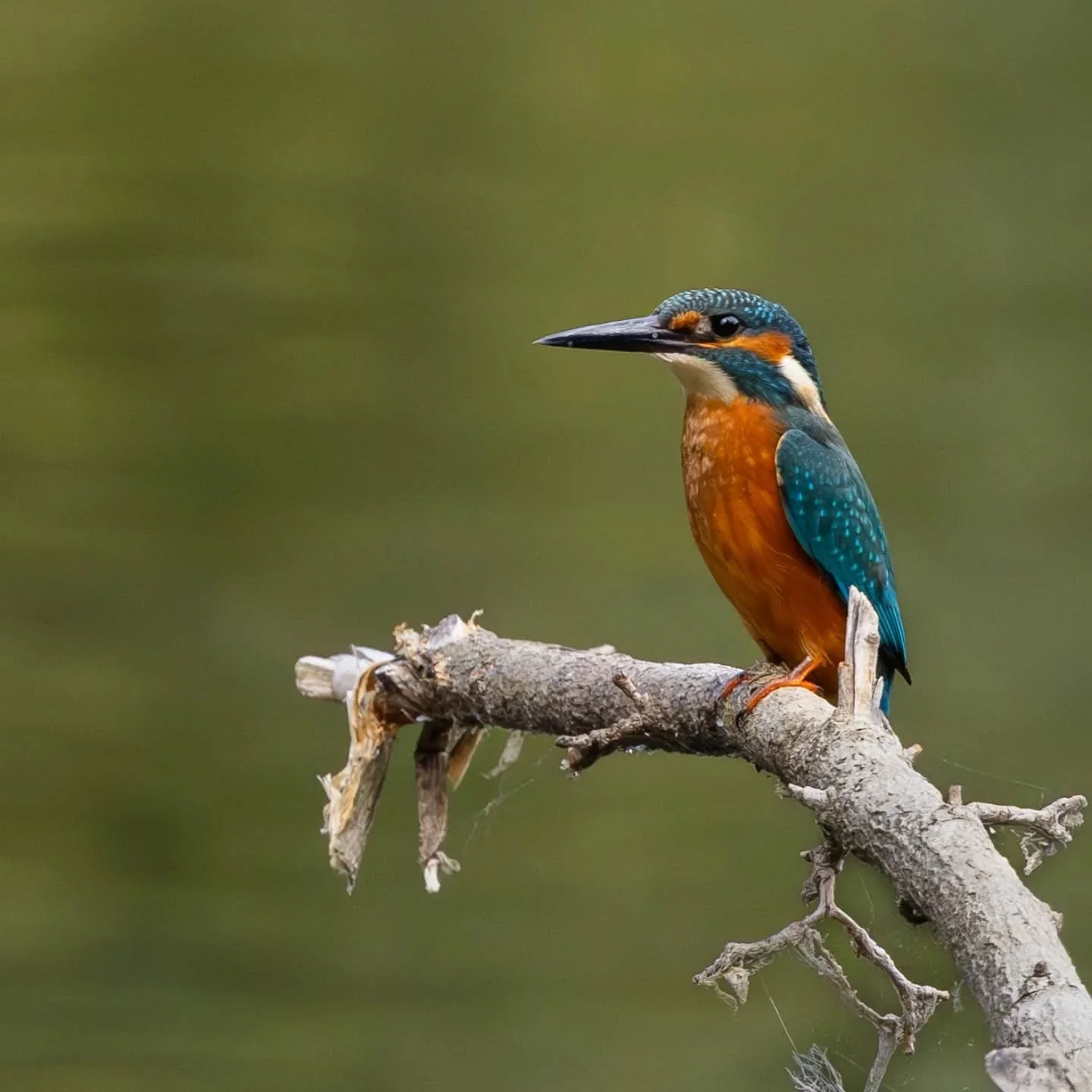 It's been a while since the camera has been out. So cobwebs brushed off. I popped into a little nature reserve where I had heard the Kingfisher was showing. Every now and again, you could hear its call and see a dash of blue. Then there it was, perch