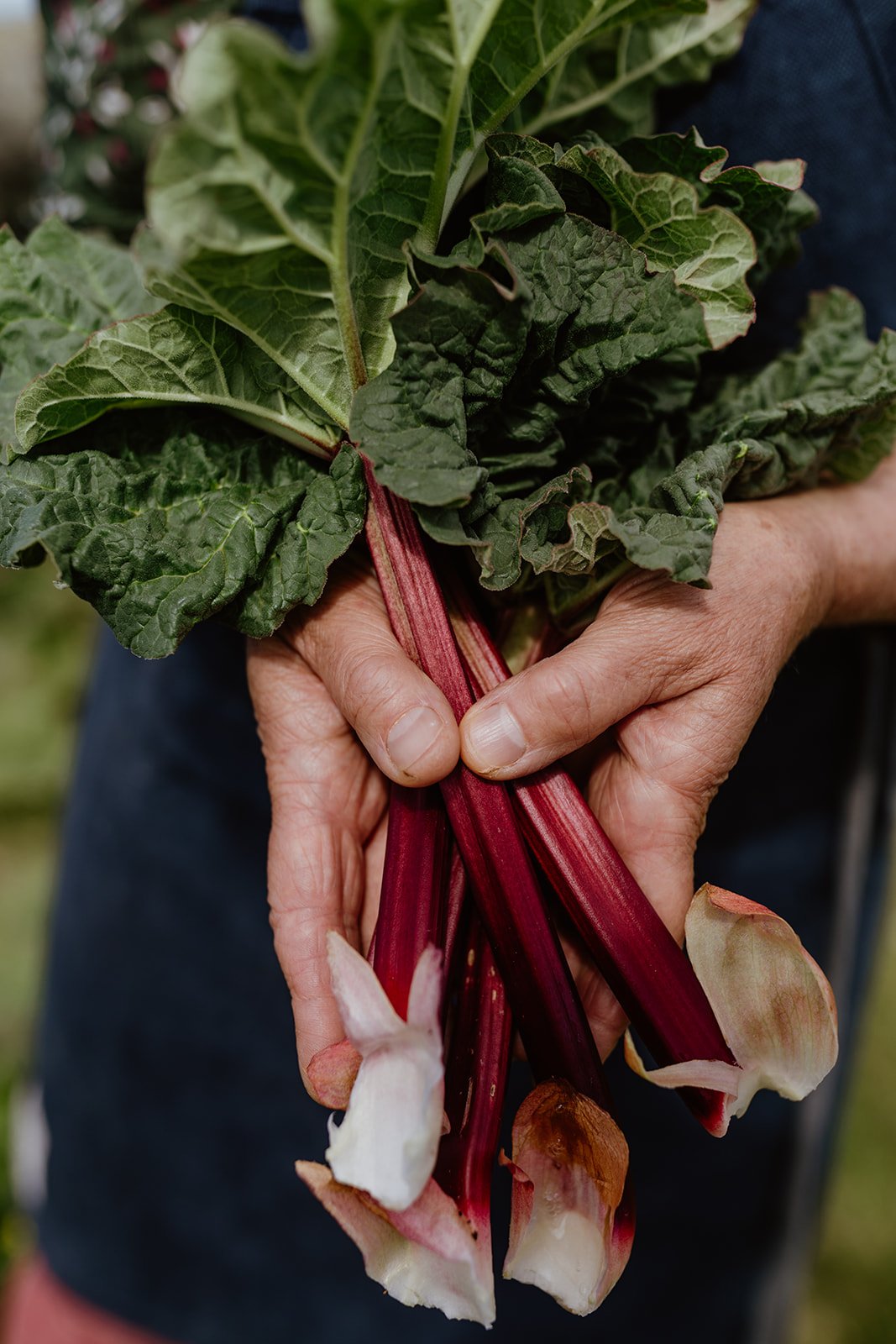 Rhubarb cordial_1.jpg