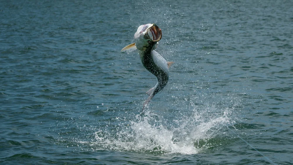 Everglades Tarpon Fly Fishing Guide — Everglades Fly Fishing Guide