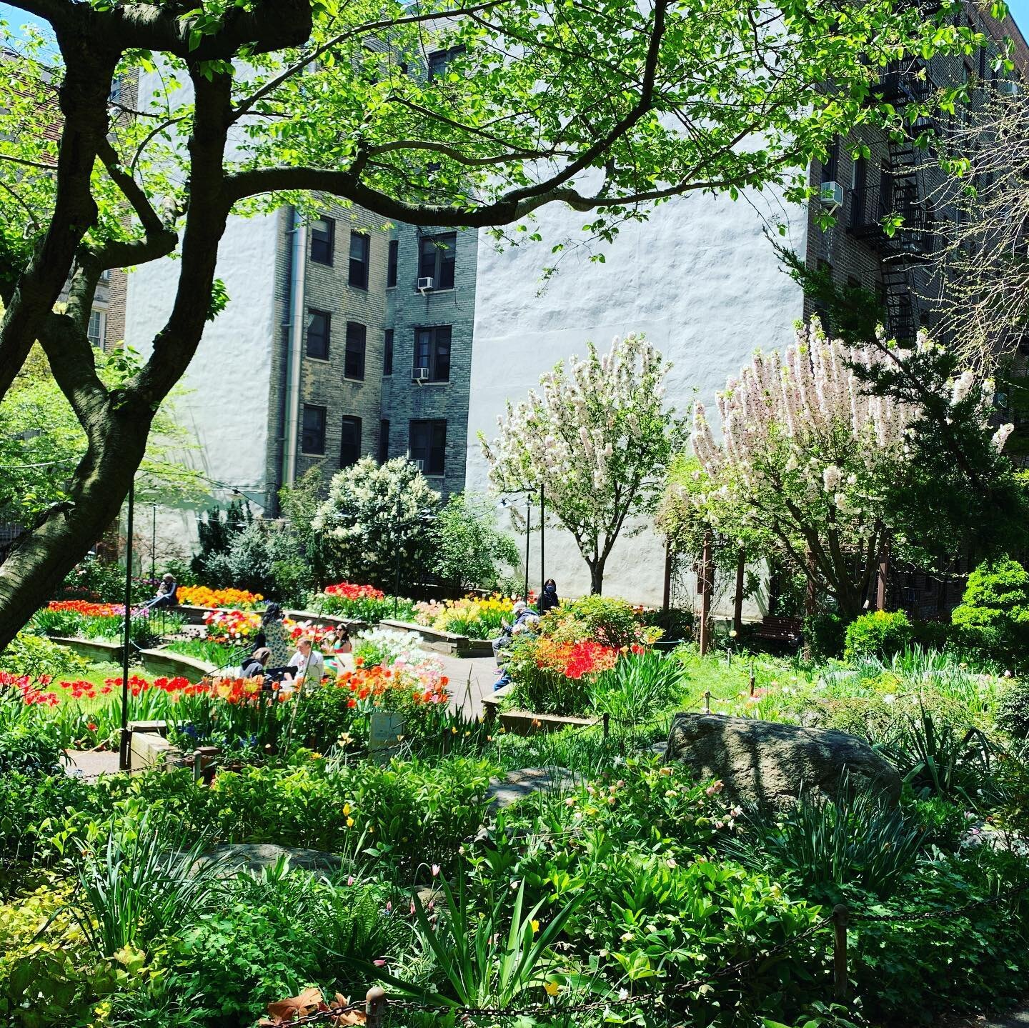 I highly recommend walking over to the @westsidecommunitygarden immediately to see the tulips! 
.
.
#spring #nyc #upperwestside #nature