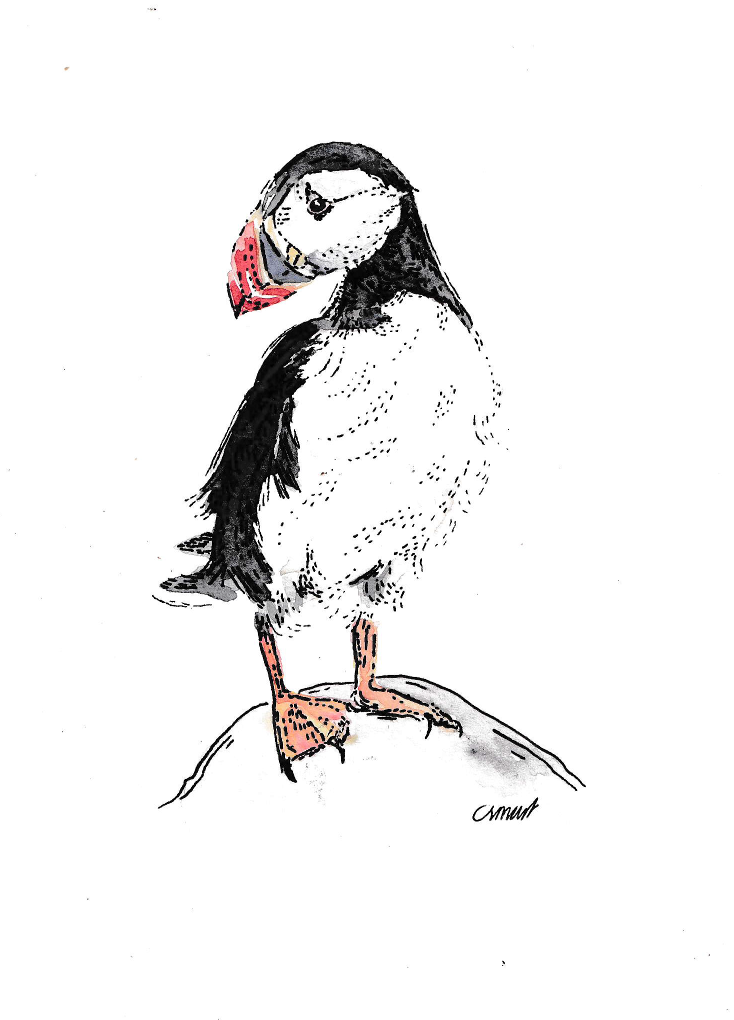 A drawing of a puffin bird standing on a rock, facing slightly to the left, with a red and black beak and black and white feathers.