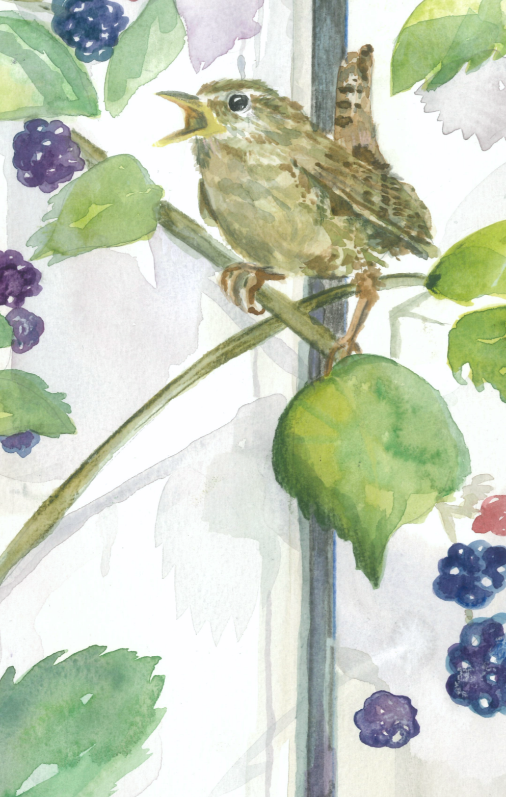 Watercolor painting of a small songbird perched on a vine with purple berries and green leaves.
