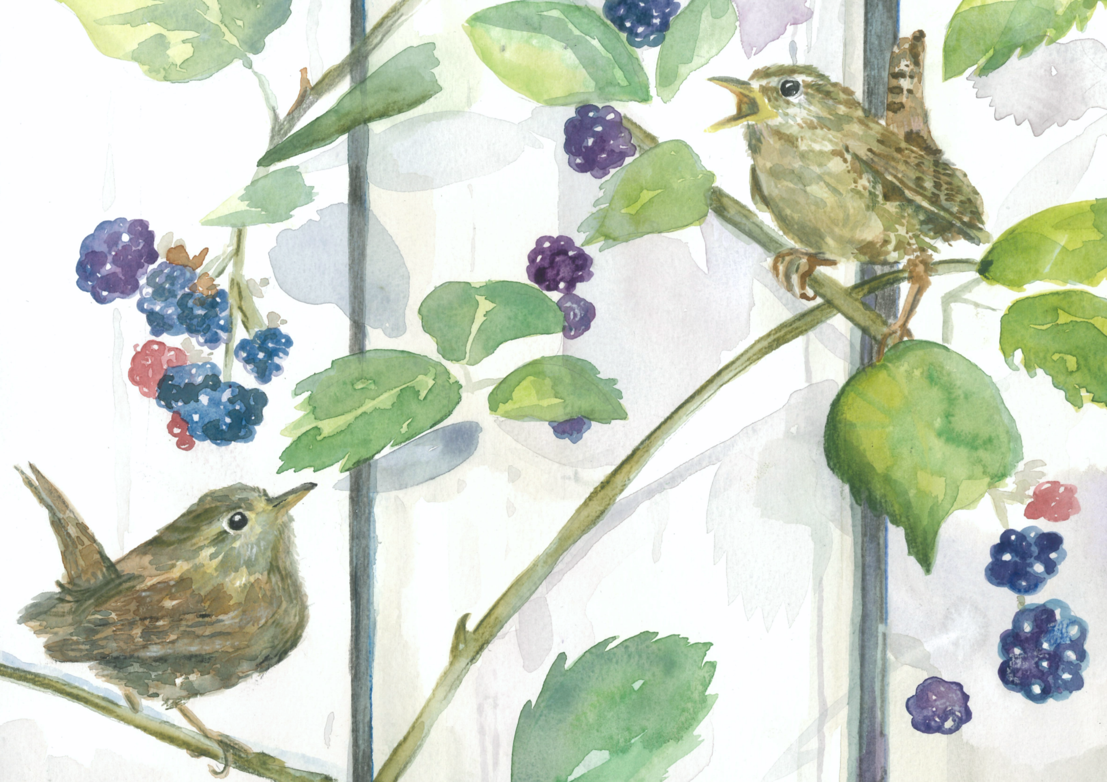 Watercolor painting of a small bird perched on a branch surrounded by green leaves and clusters of blackberries.