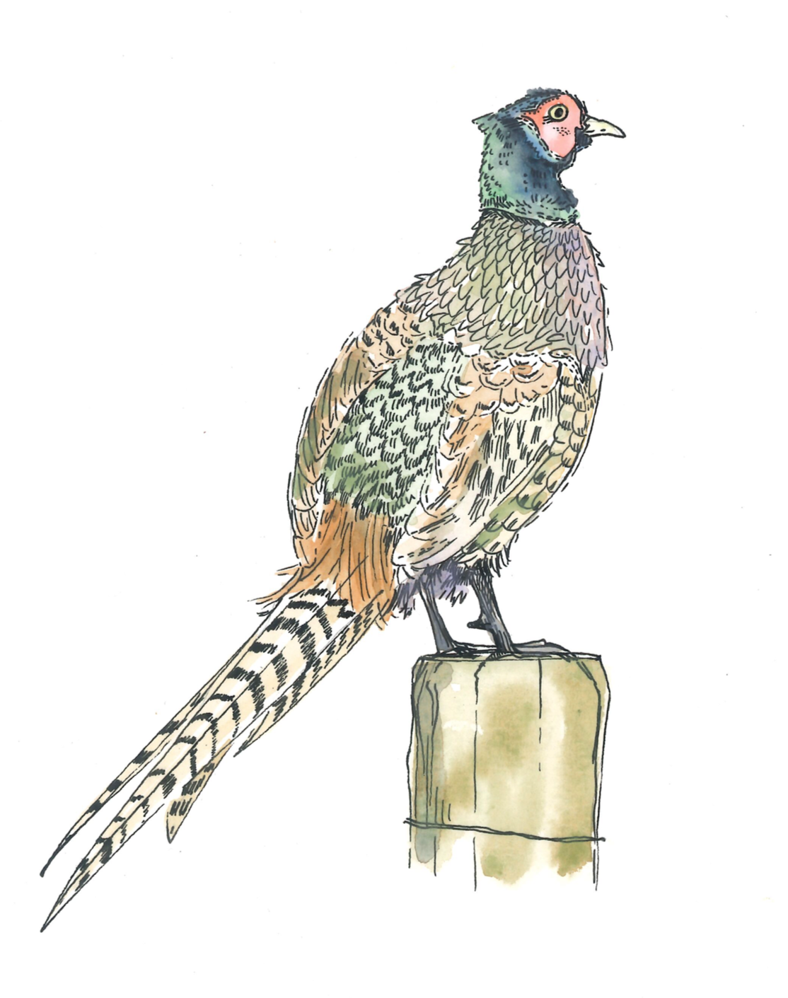 Colorful illustration of a bird with a pink face, green and blue head, and brown and black patterned feathers on a perch.