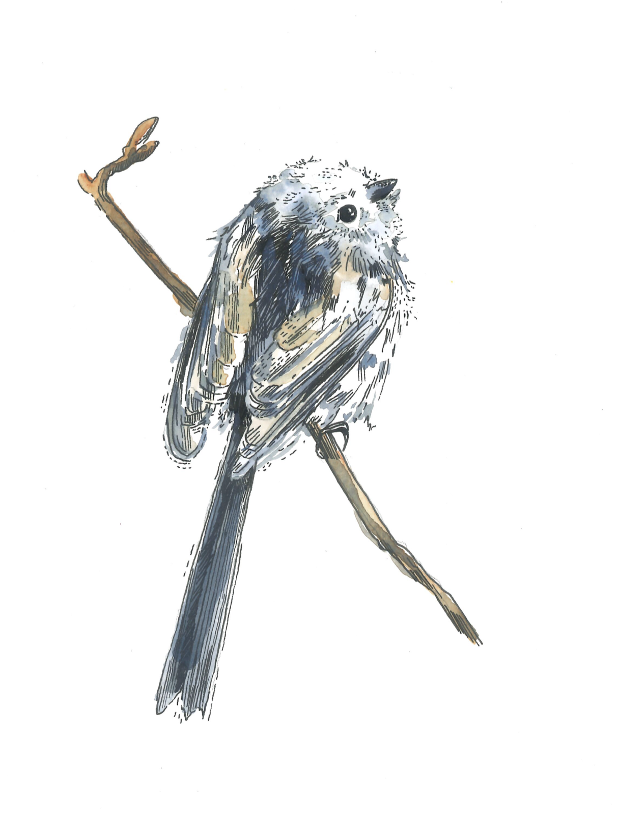 Hand-drawn illustration of a small bird sitting on a thin, angled branch.