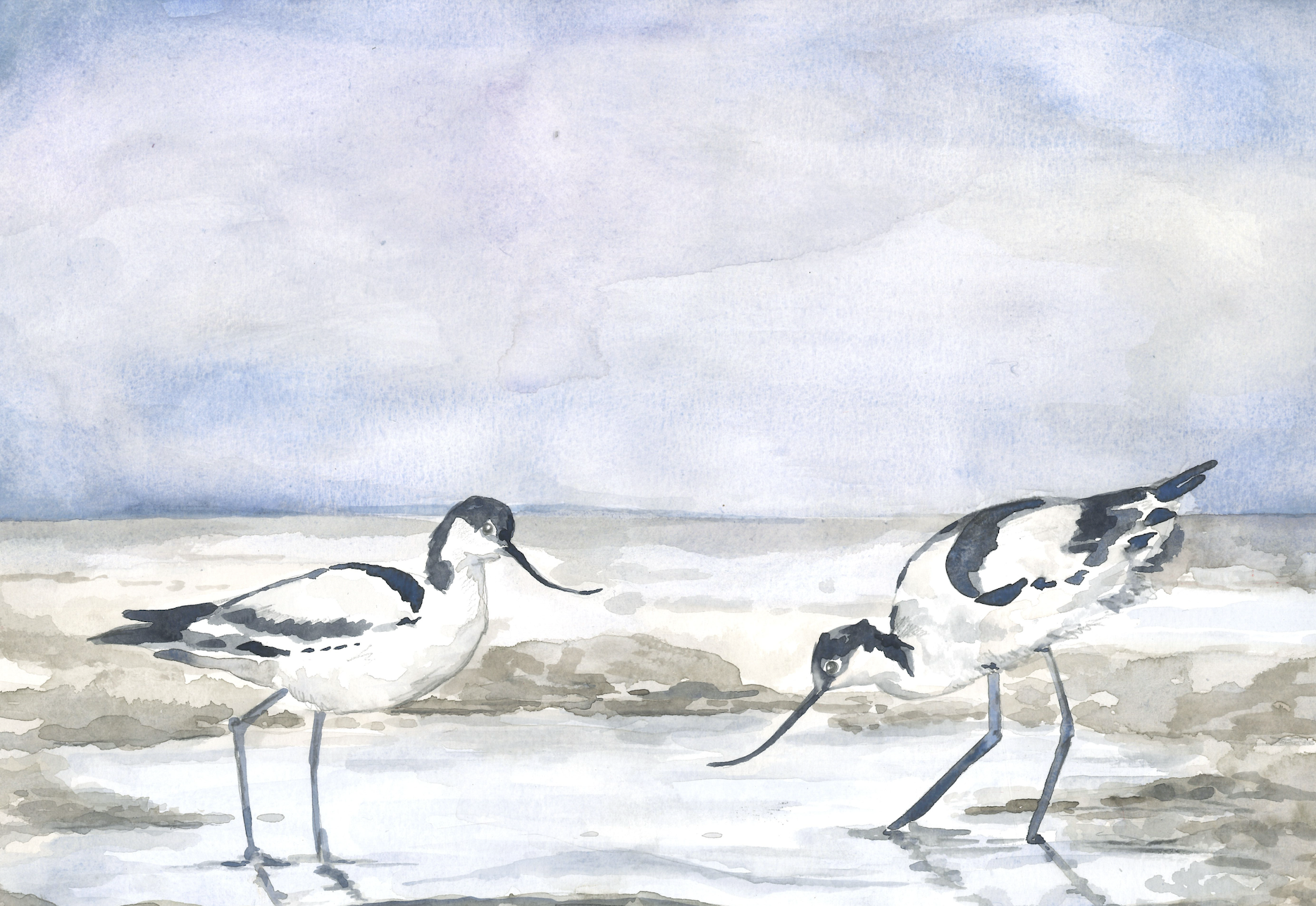 Watercolor painting of two Avocet birds with black and white feathers on a beach with a cloudy sky.