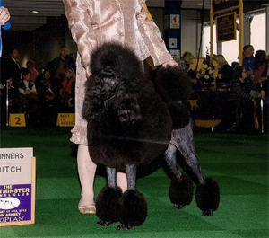 Abba is like her mother, only better. Abba finished her championship very quickly with Alan Waterman and De Angelo handling her for one summer. Then to Westminster in 2013 and finished her Grand Championship with Magic Castle Standard Poodles in 201