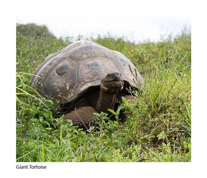 GAlapagos Quick Book Page 51.jpg