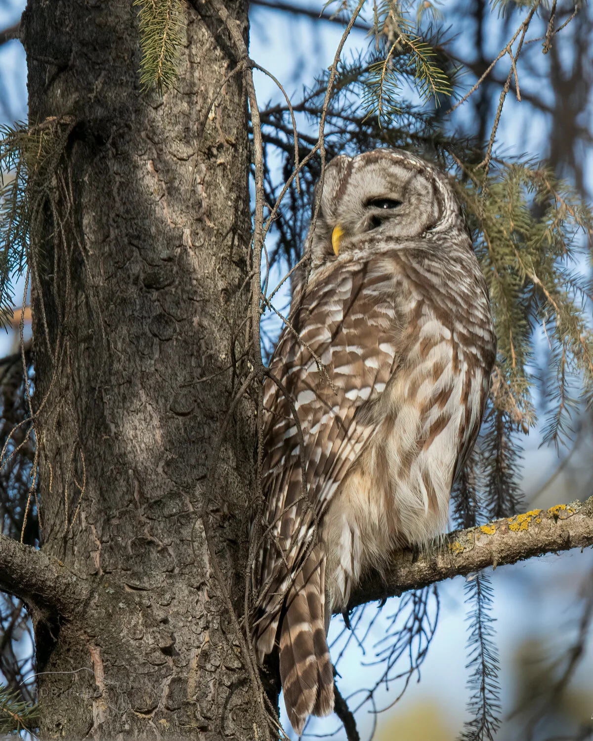 Covid 19-1Barred Owl_DSC1535.jpg