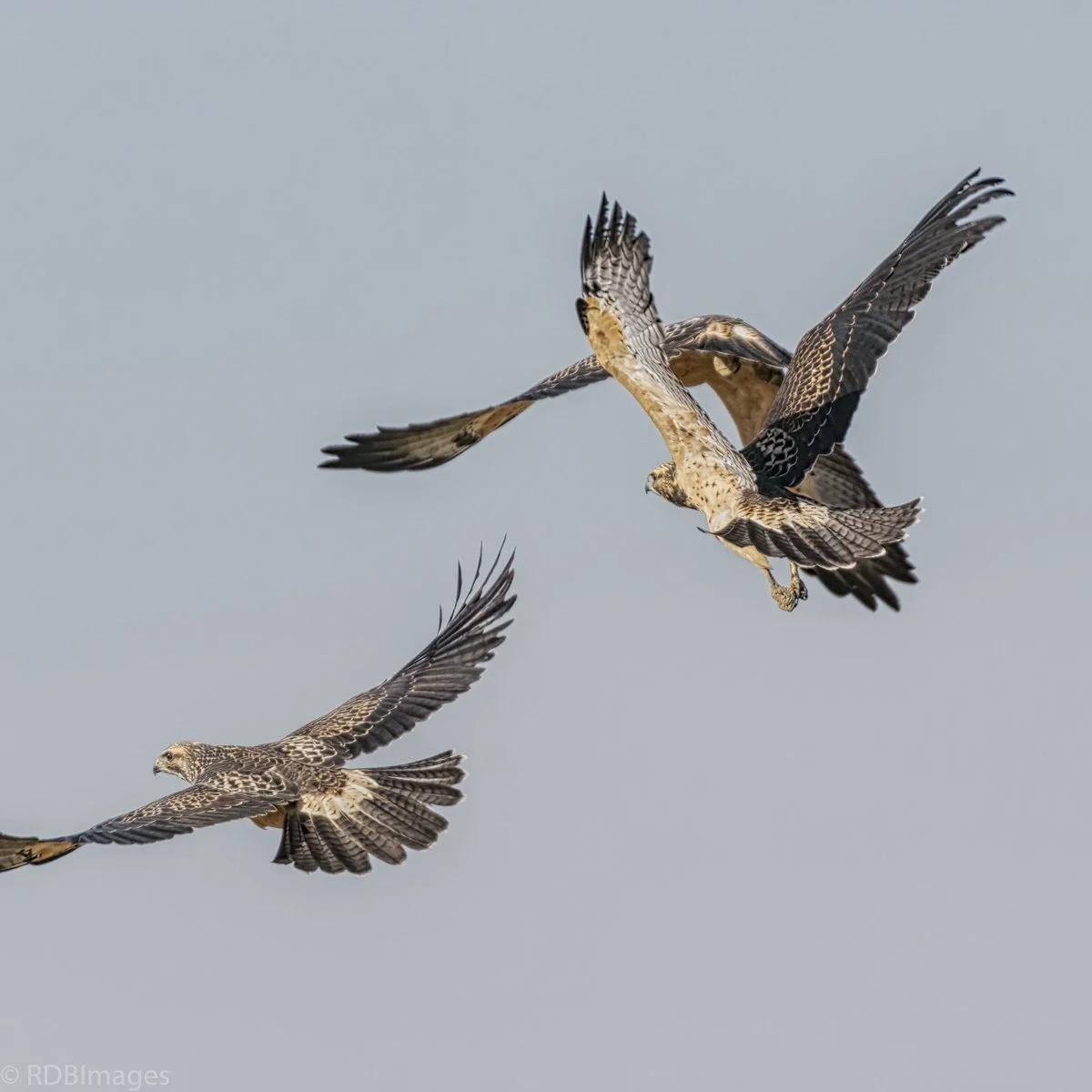 Covid 19 Self Isolation Day  -1Ferruginous Hawk_DSC3255-Edit.jpg