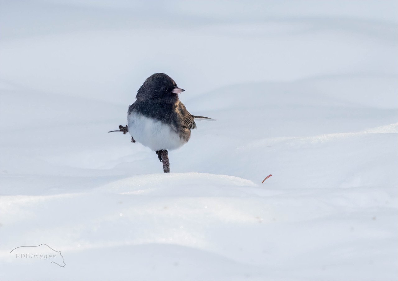 Dark-eyed Junco