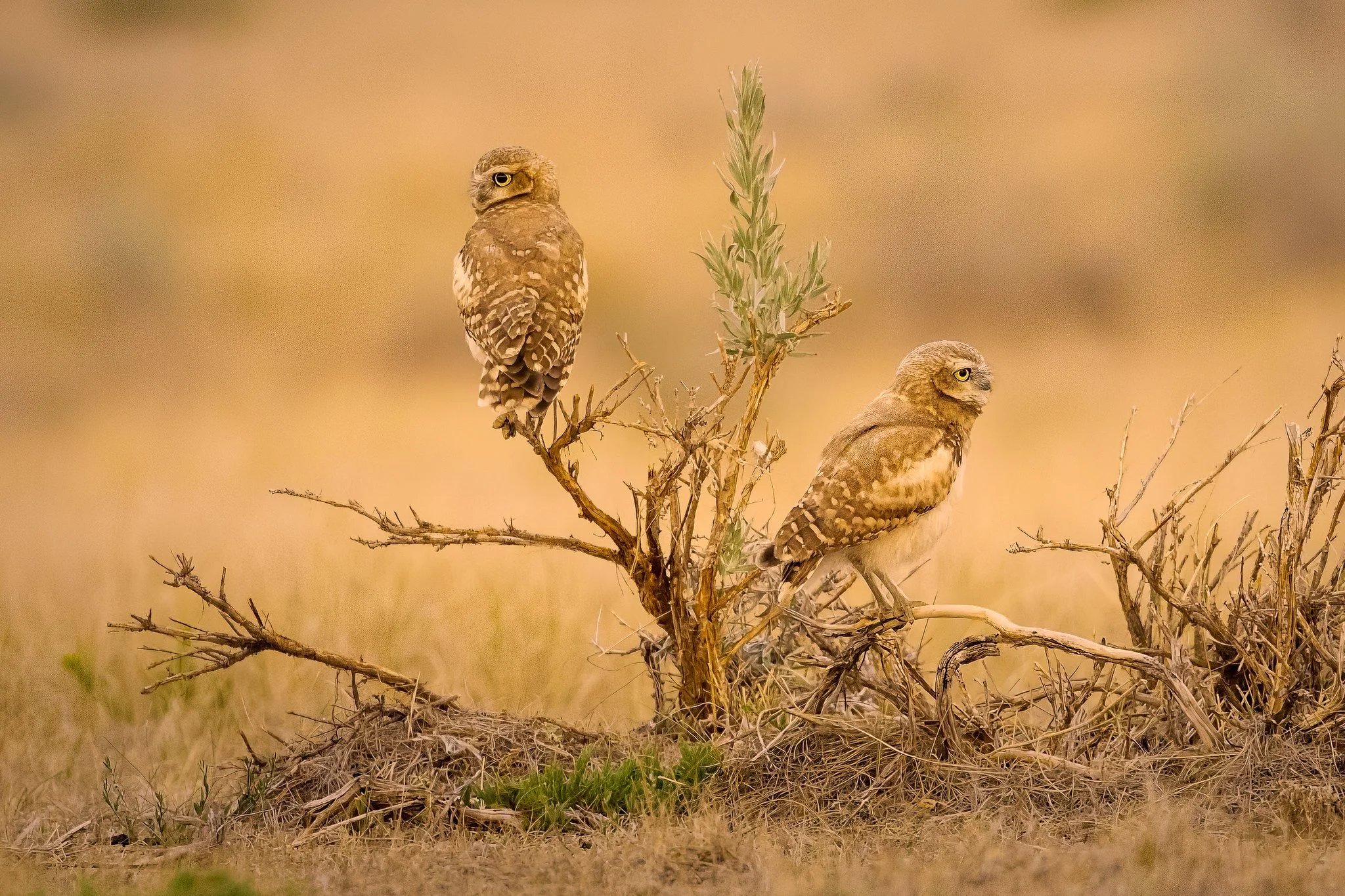 Burrowing Owl