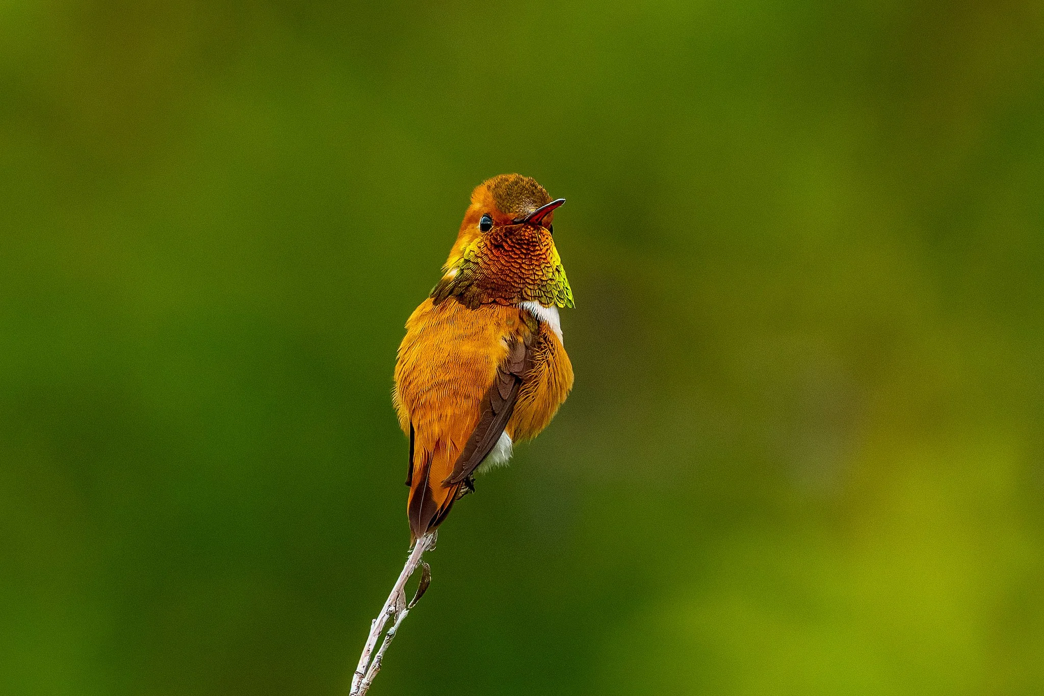 Resplendant Rufous.