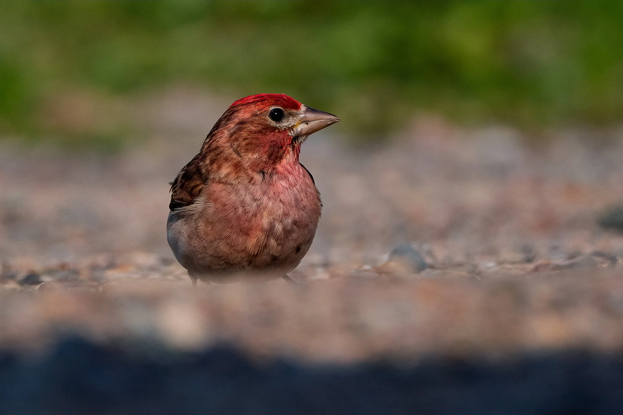 Cassin's Finch