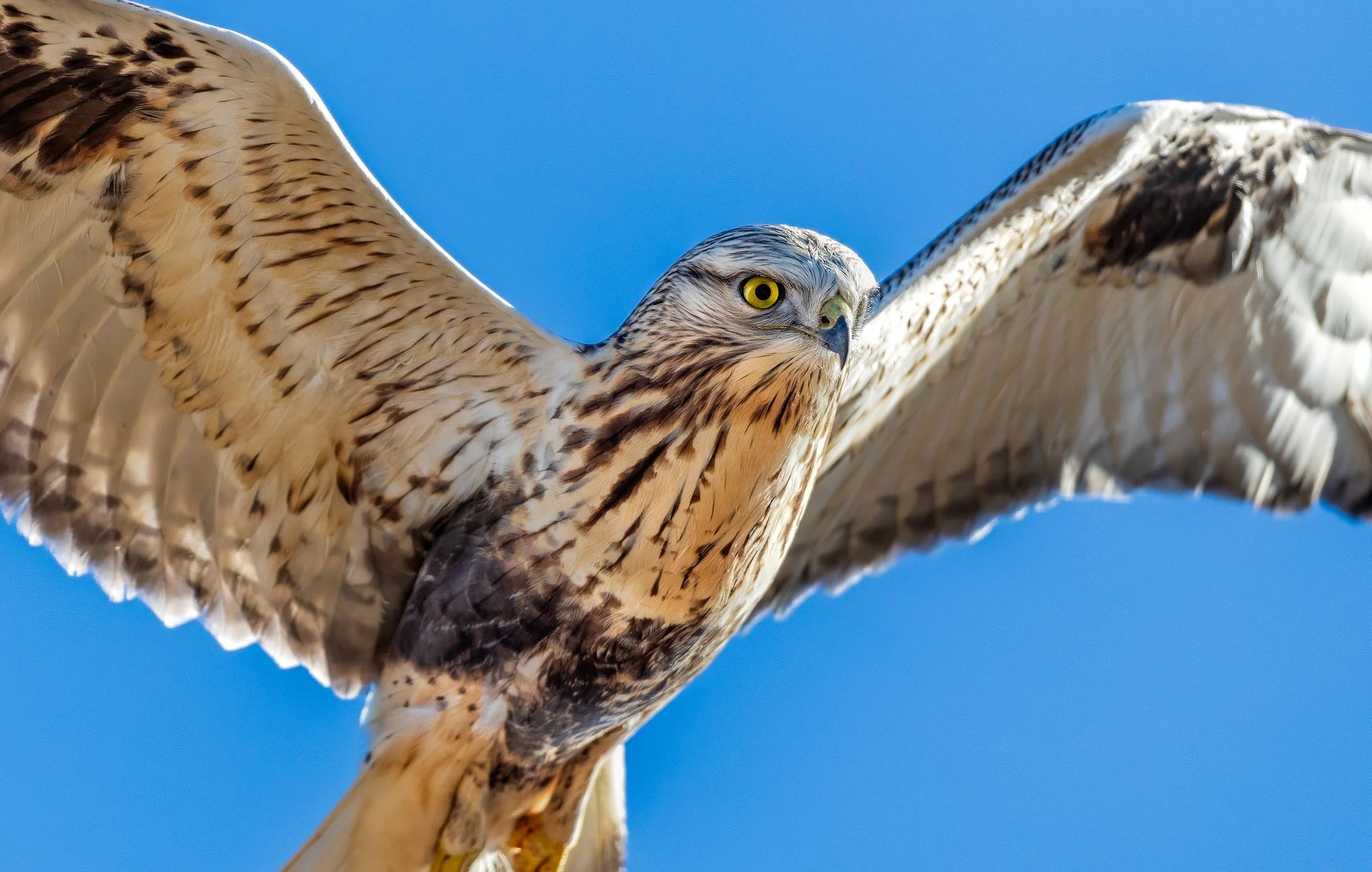 Rough-legged Hawk