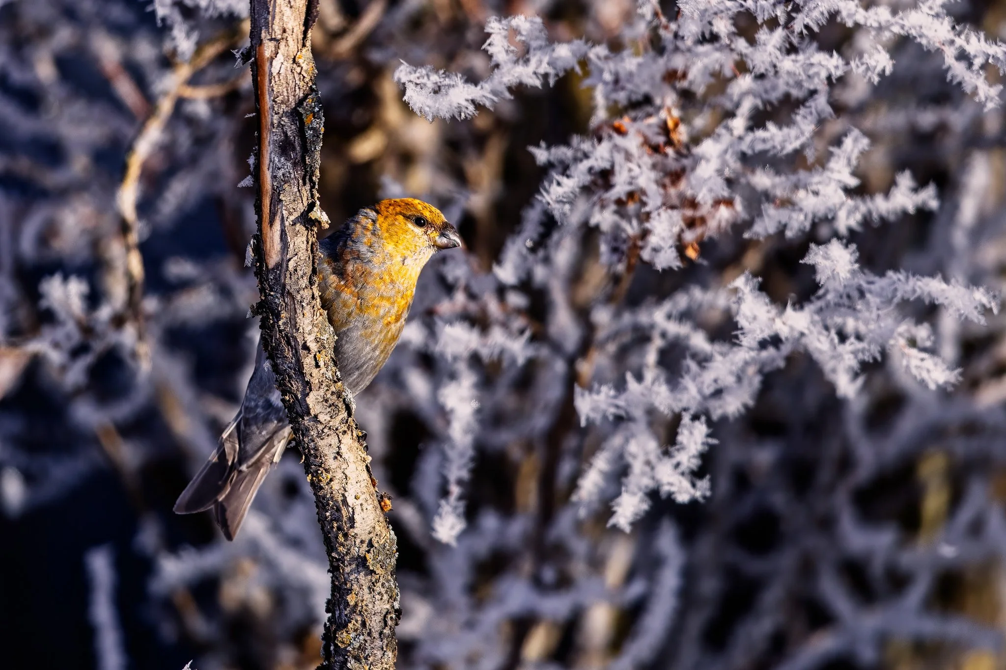 _S3A1072-Edit.jpg