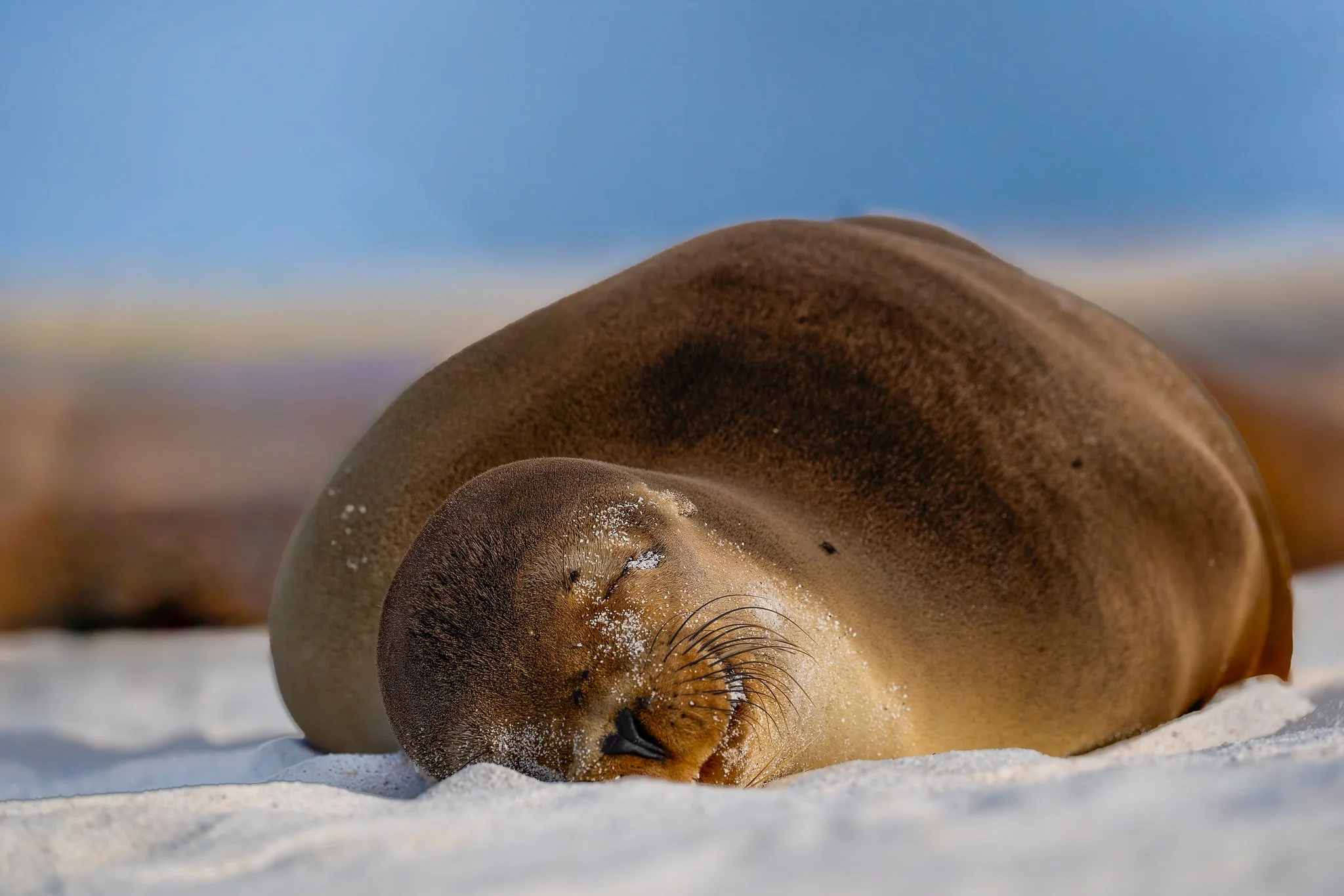 Galapagos Sea Lion