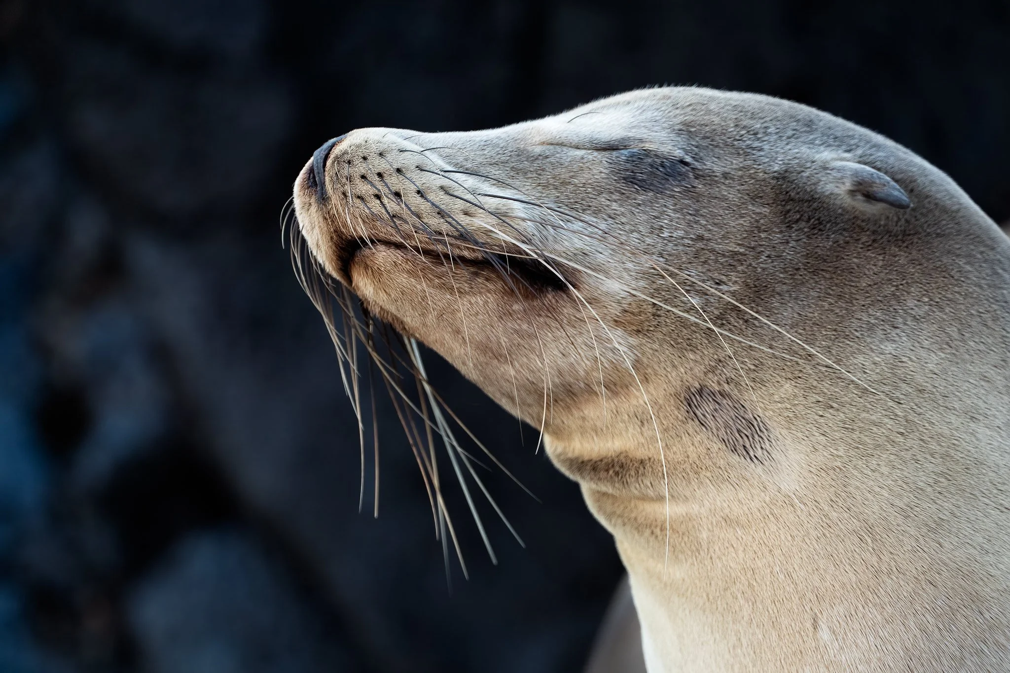 Galapagos Sea Lion