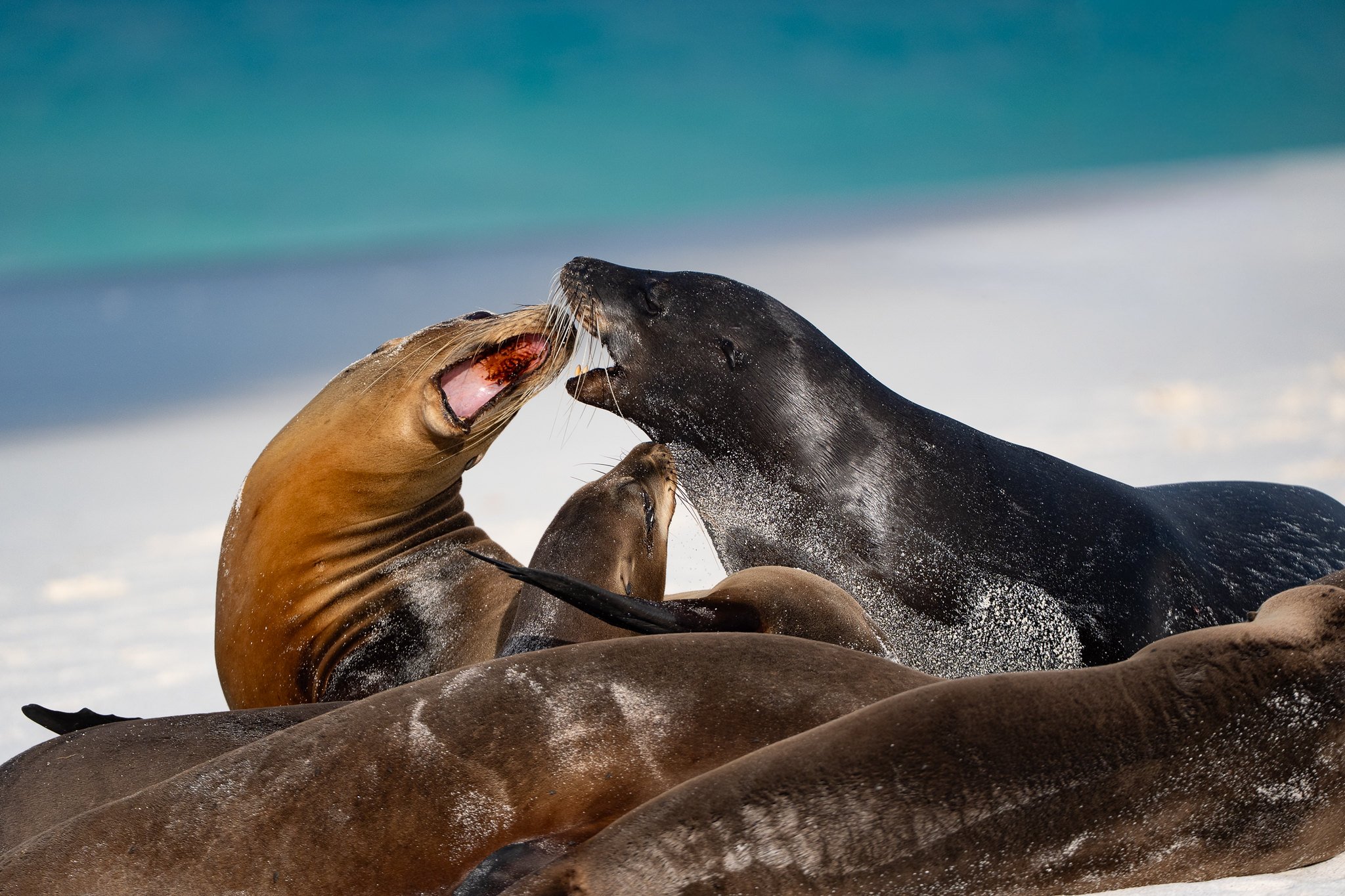 Galapagos Sea Lion