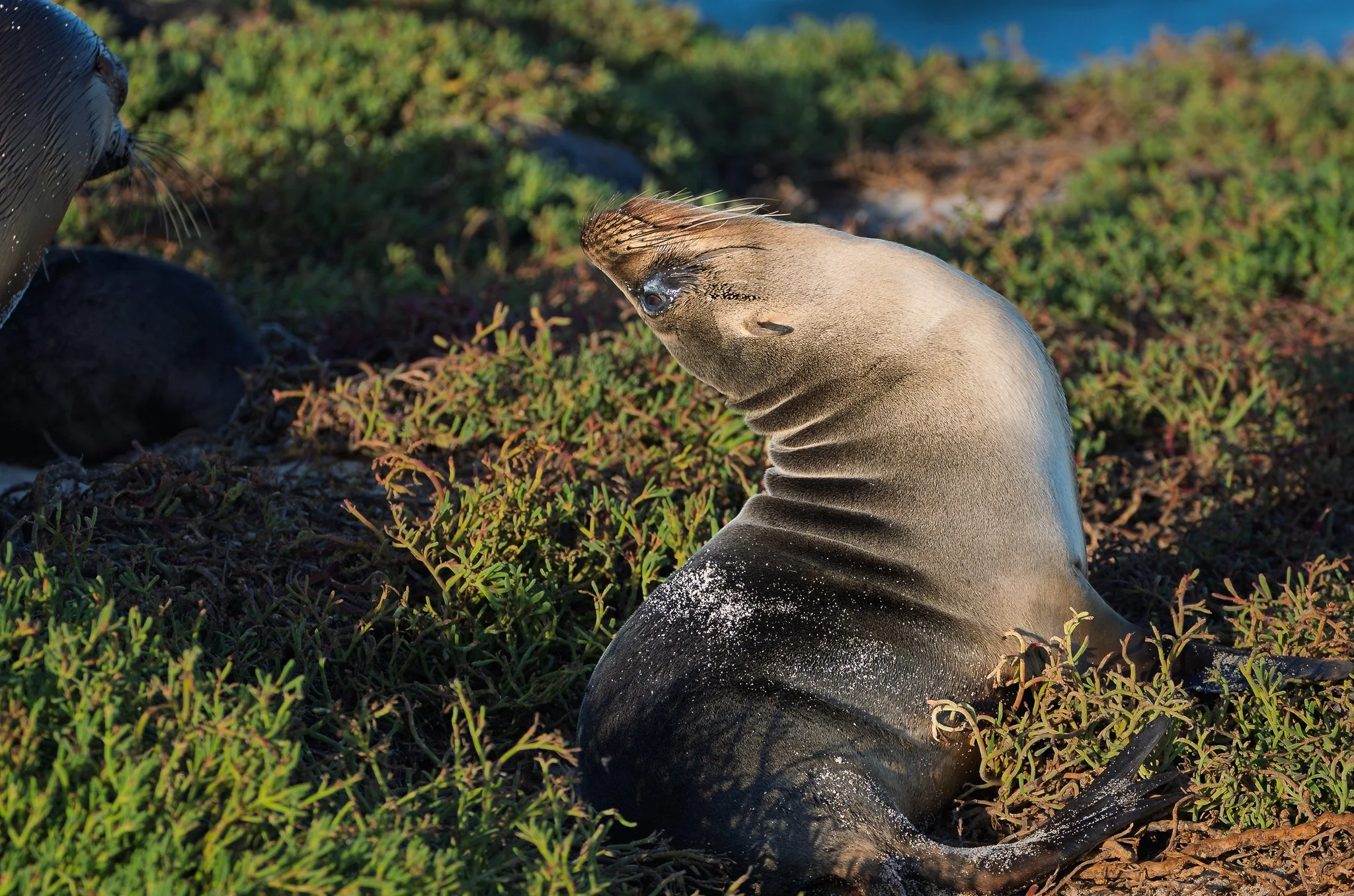 Galapagos Sea Lion