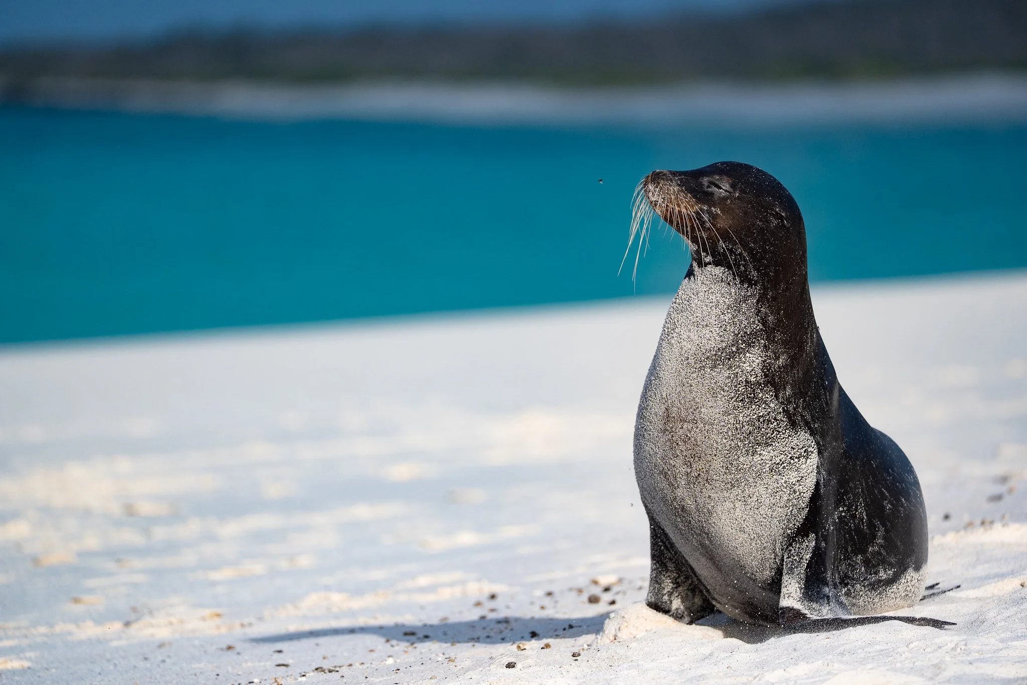 Galapagos Sea Lion36