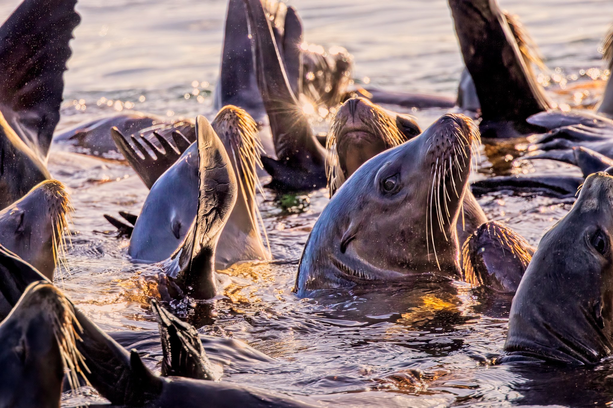 California Sea Lion