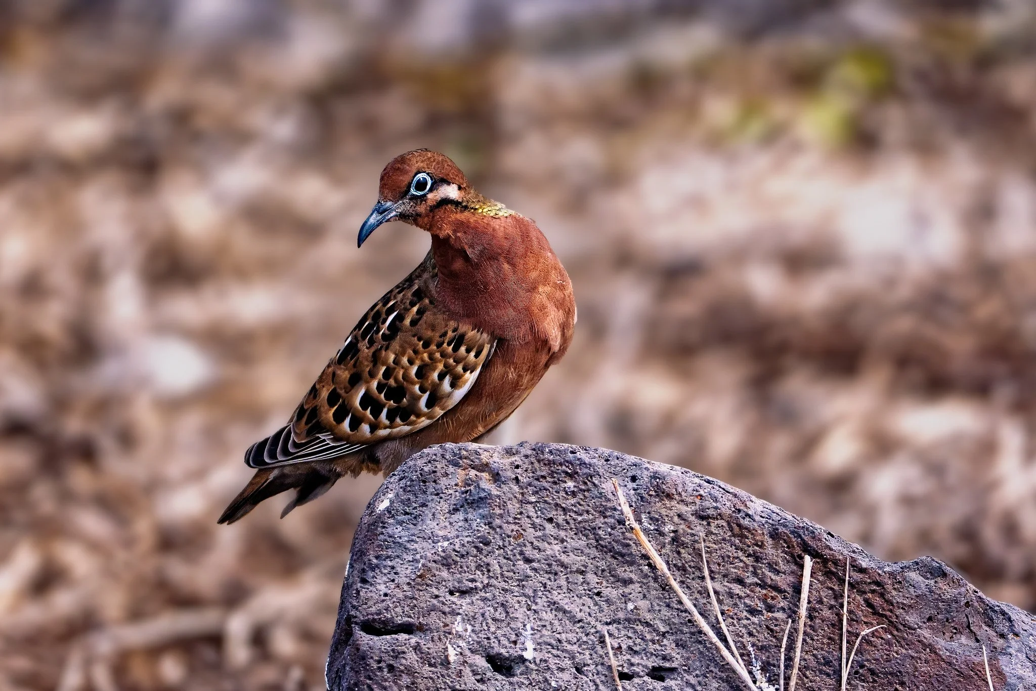 Galapagos Dove