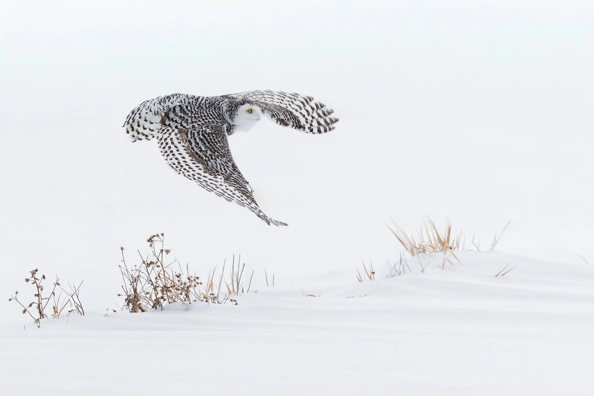 Snowy Owl