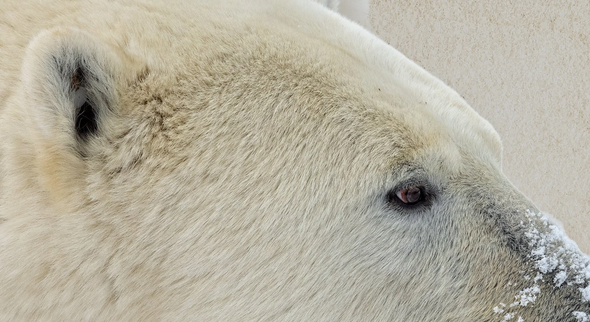Polar Bear