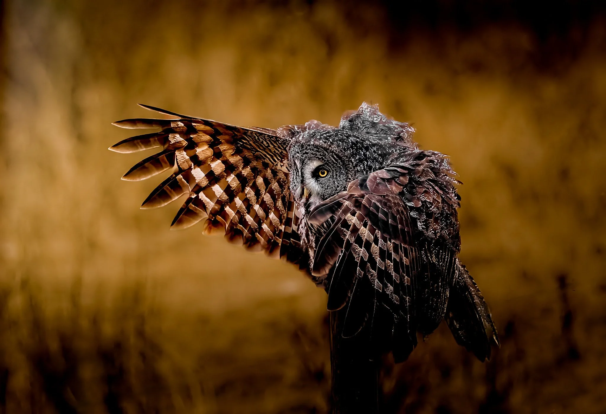 Great Grey Owl