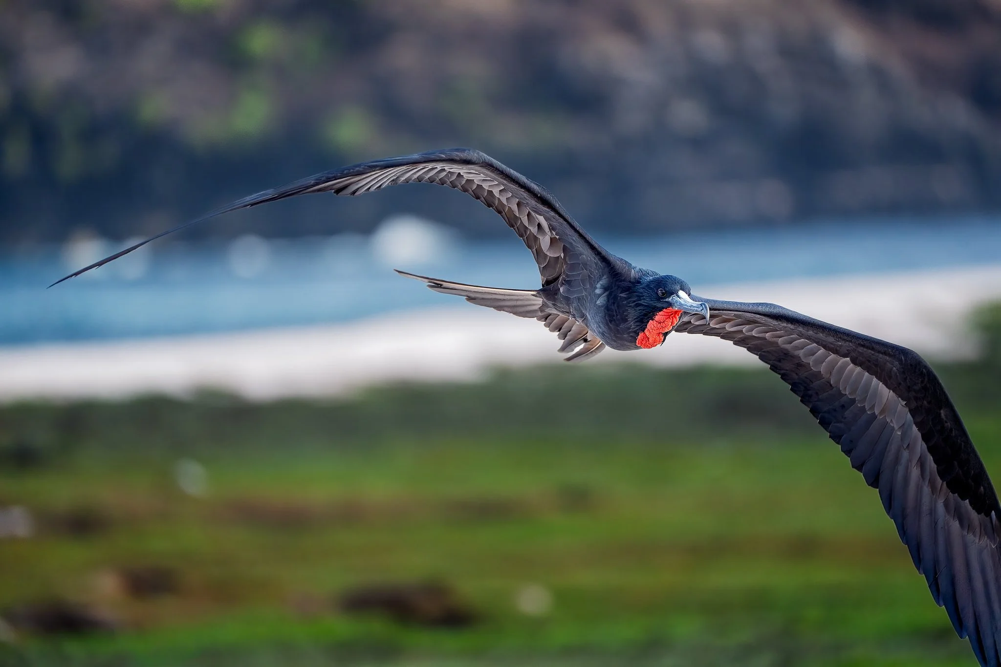 Magnificant Frigate Bird