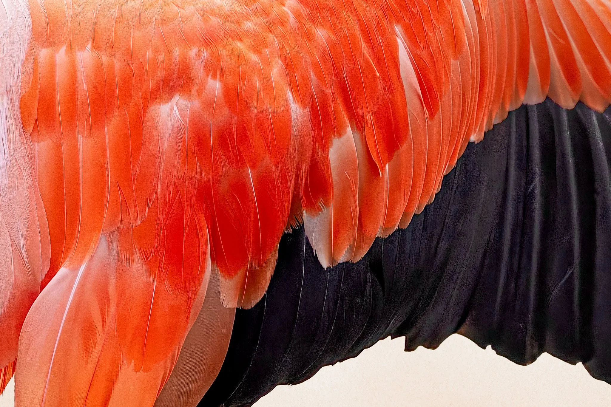American flamingo