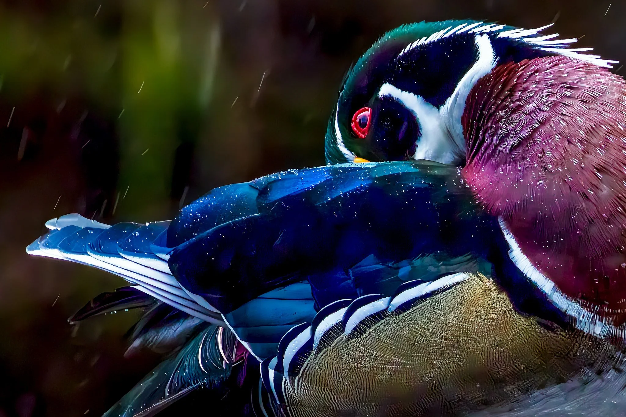 Wood Duck #2
