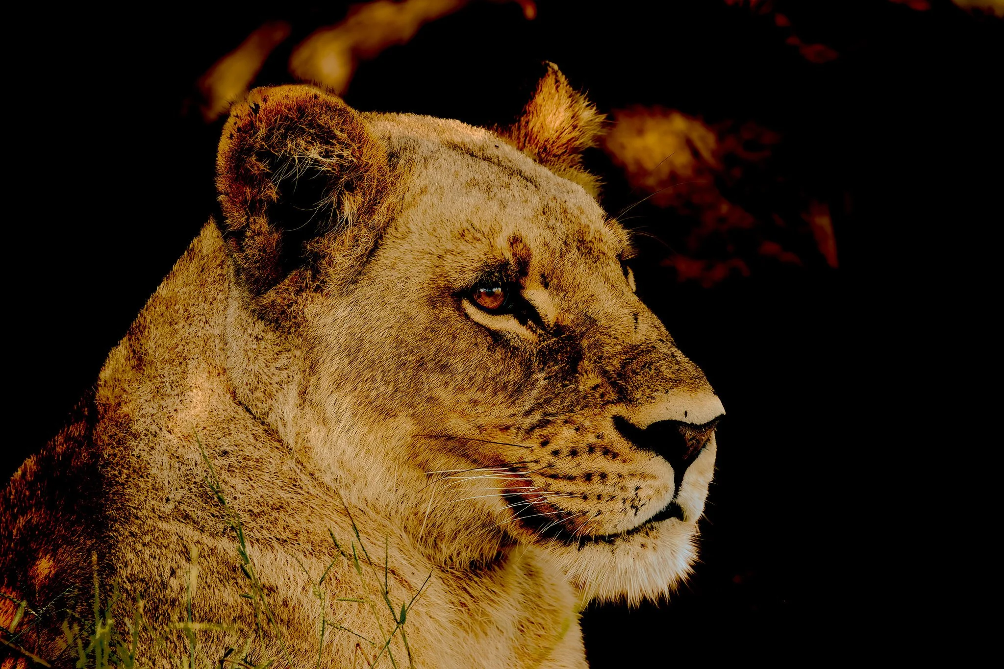 Lioness