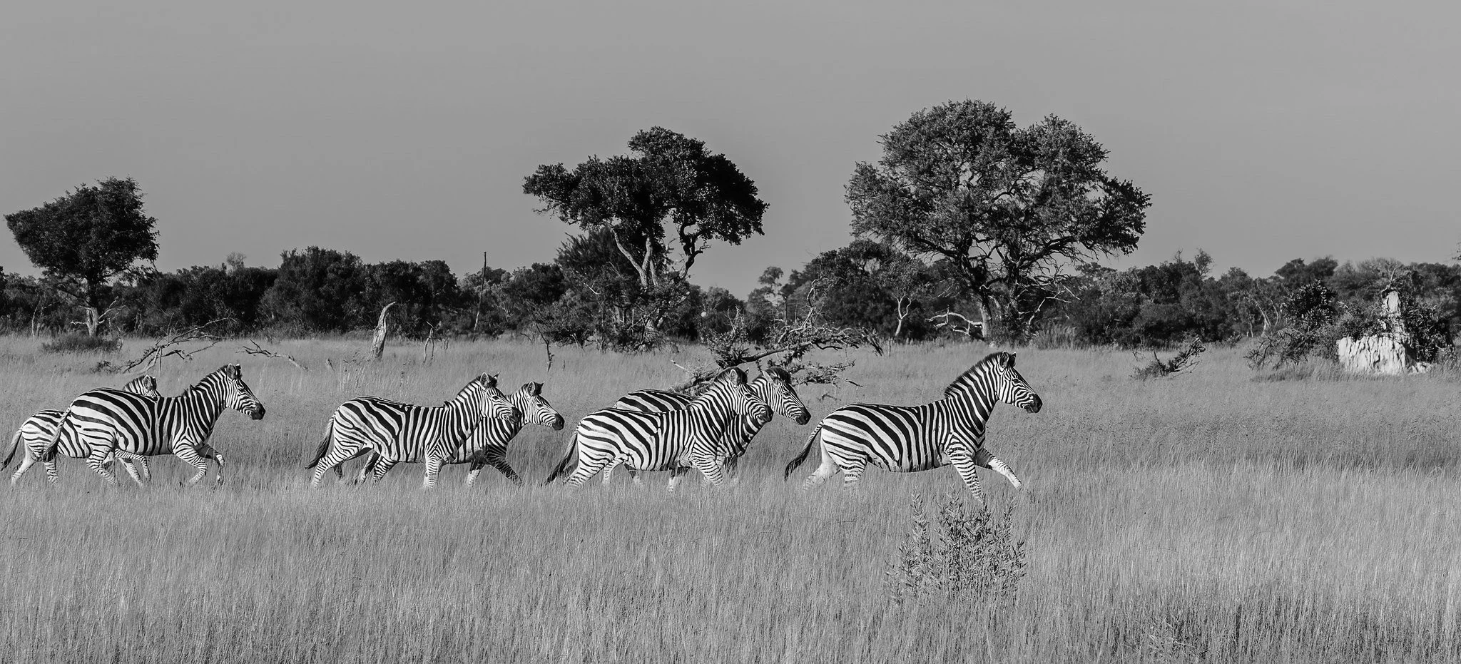 Zebra