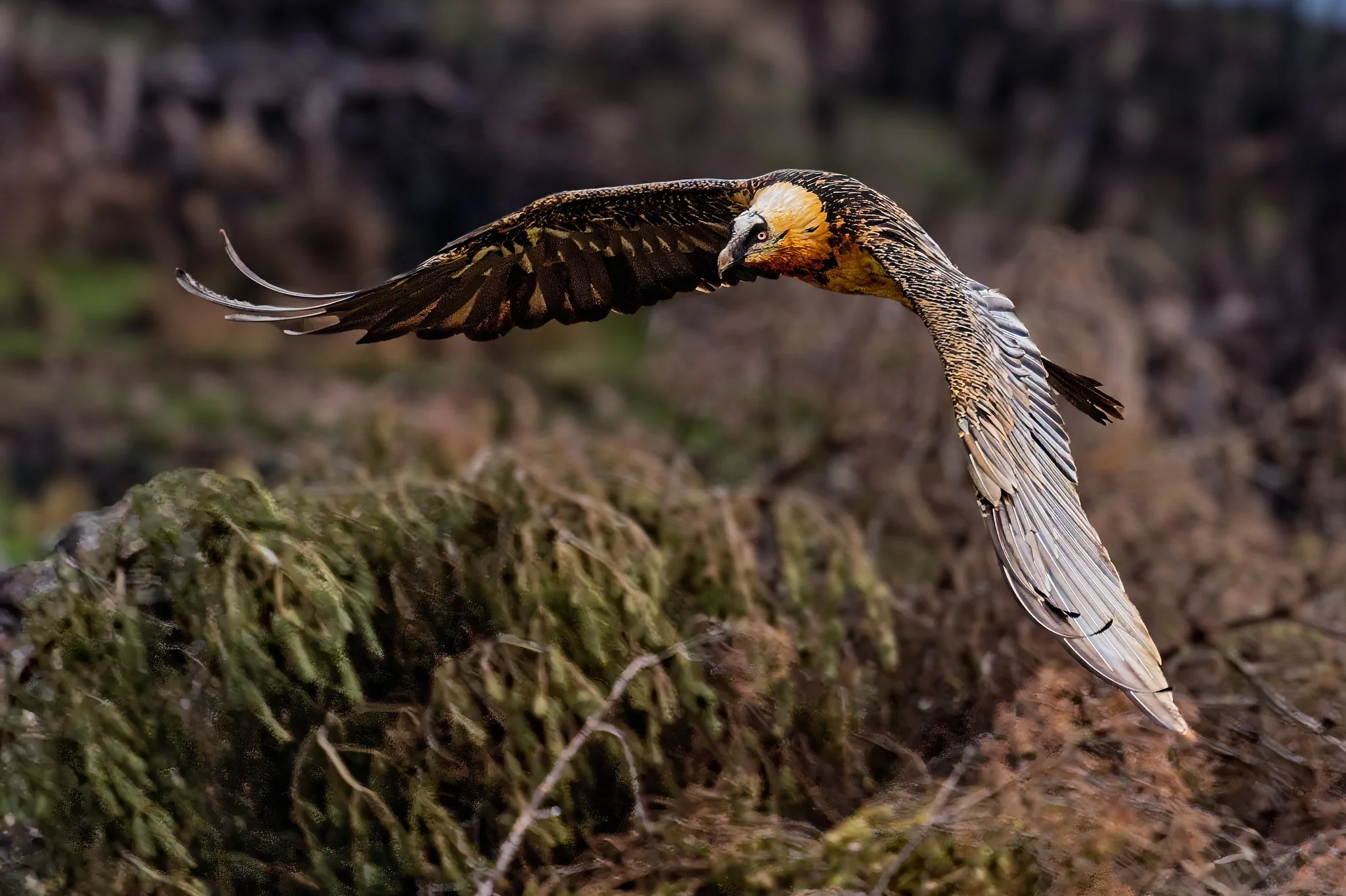 Lammergeier Vulture