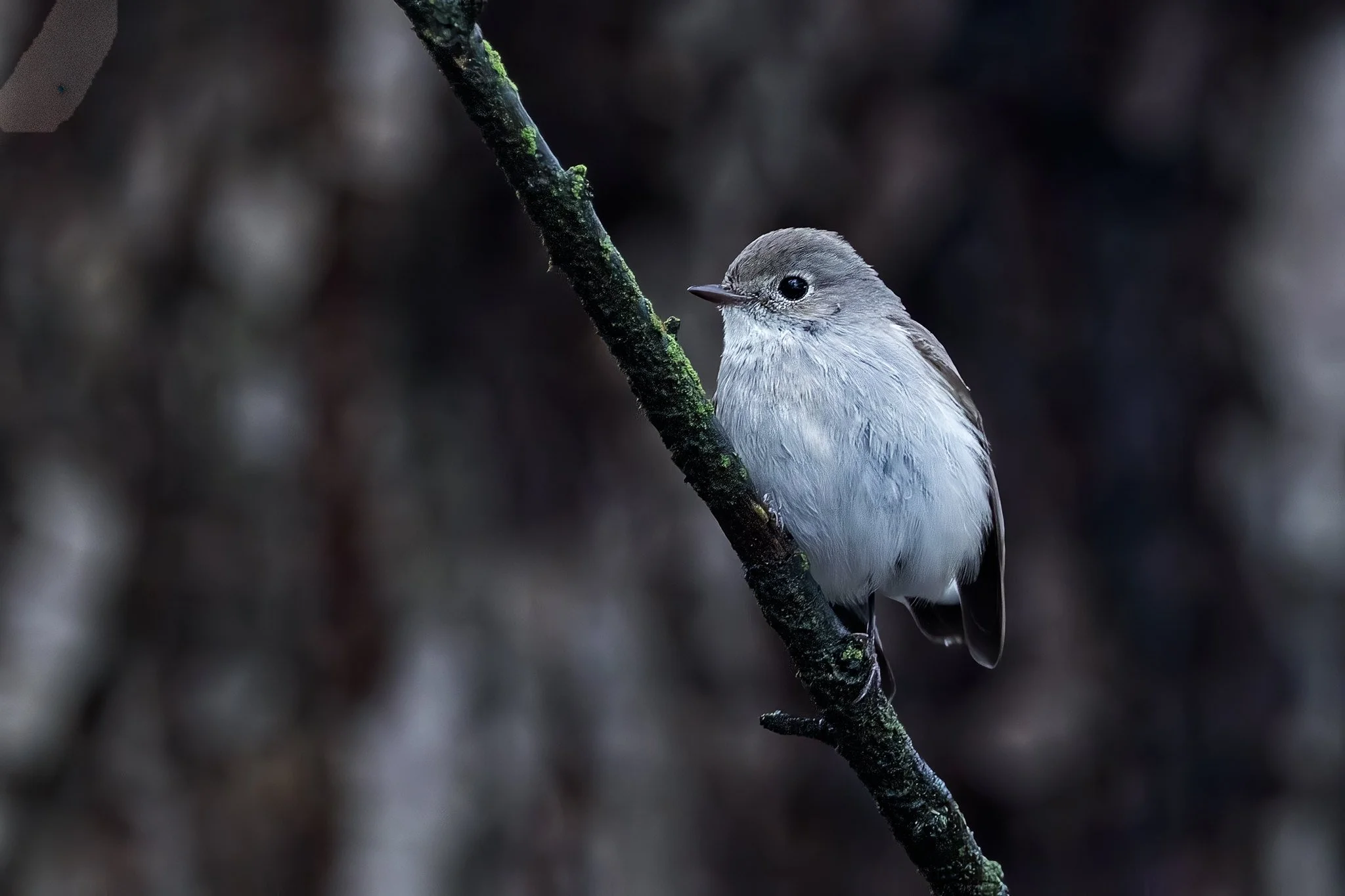 Tiaga Flycatcher