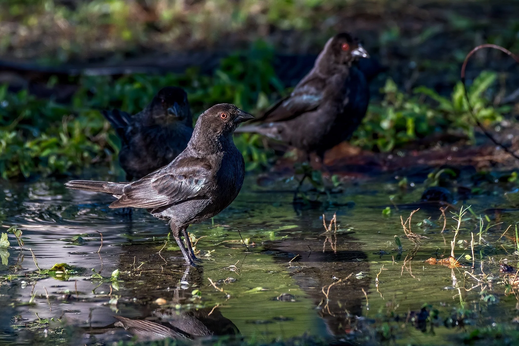 Bronzed Cowbird