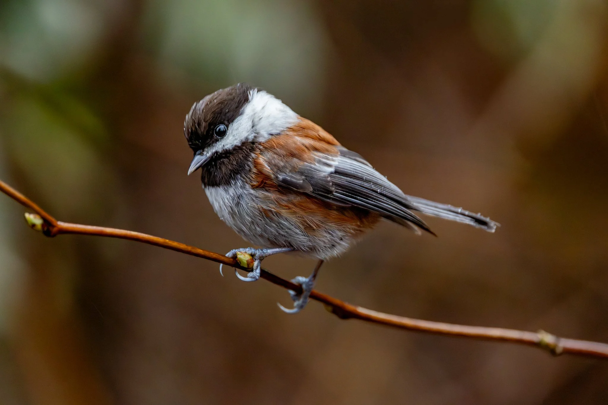 Chestnut-backed Chickadee