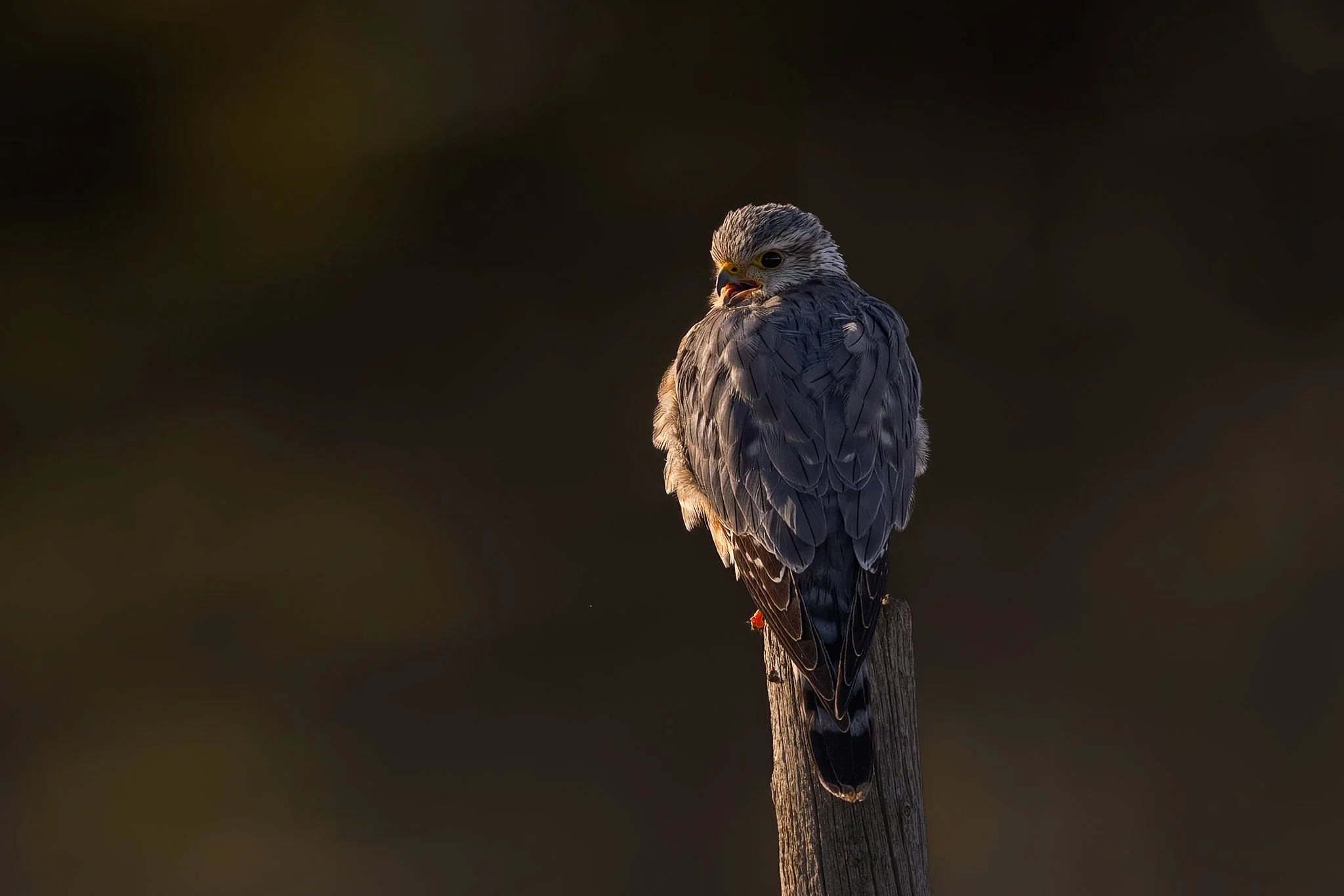 Merlin (m)