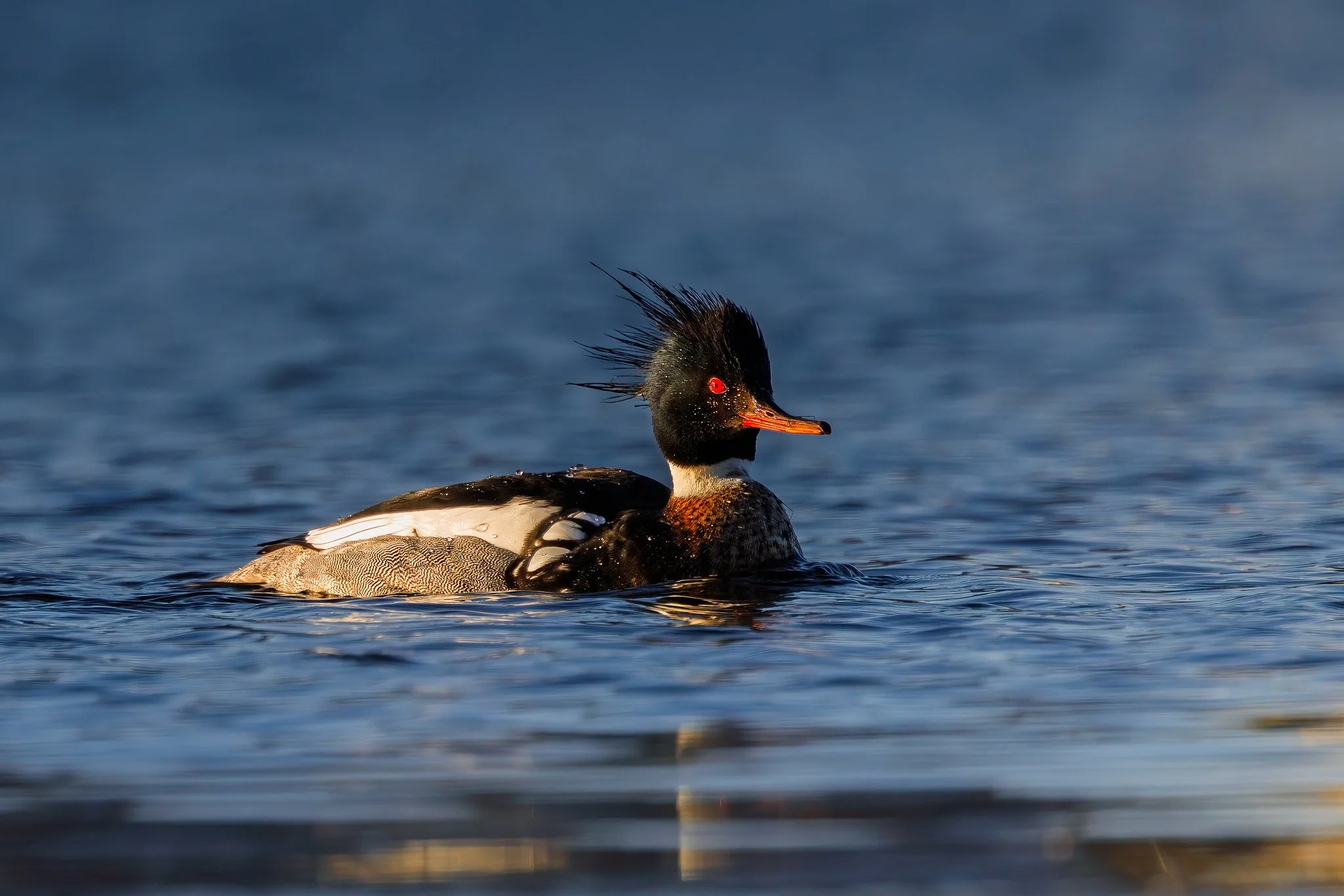 Red-breasted Merganser