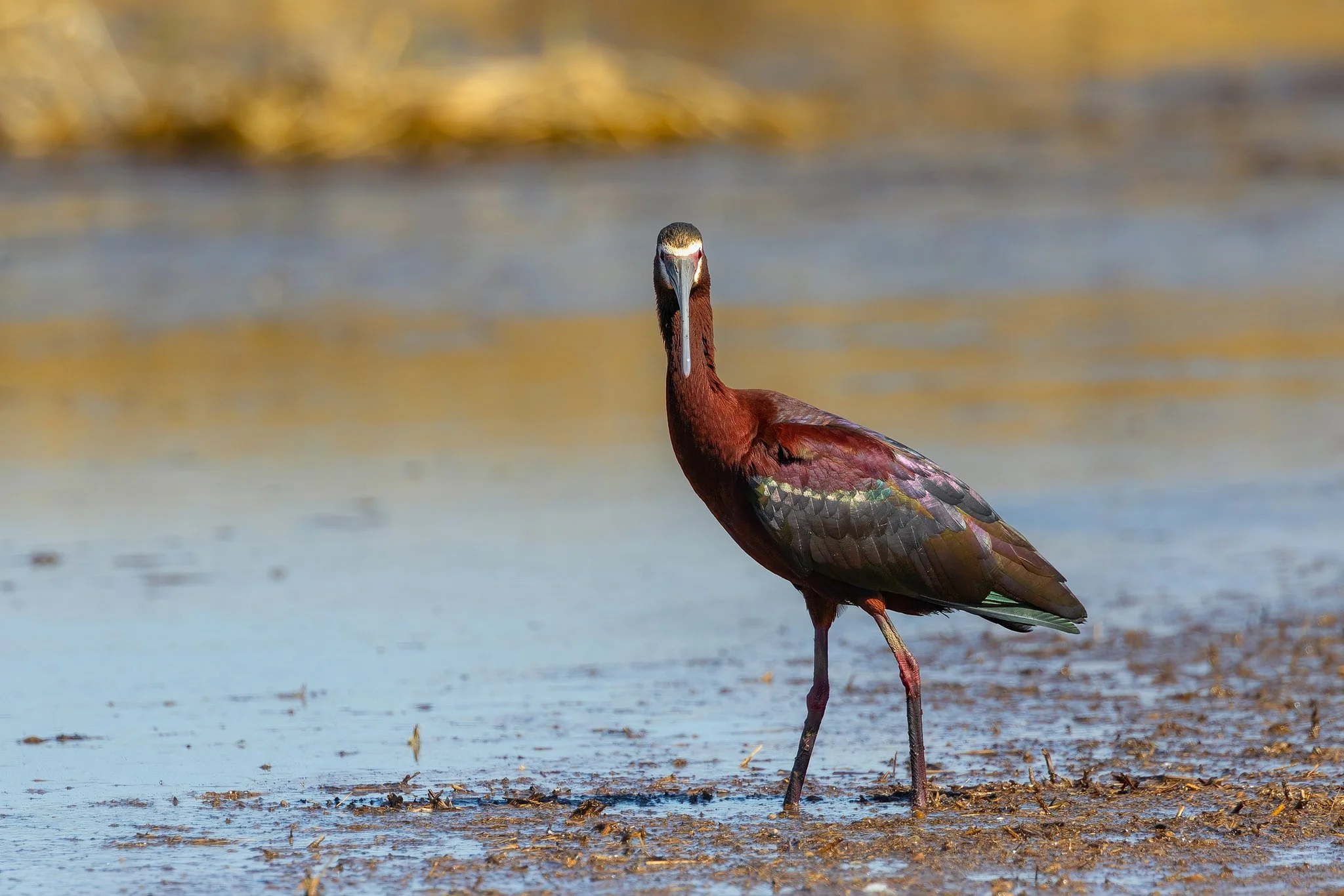 White-faced Ibis