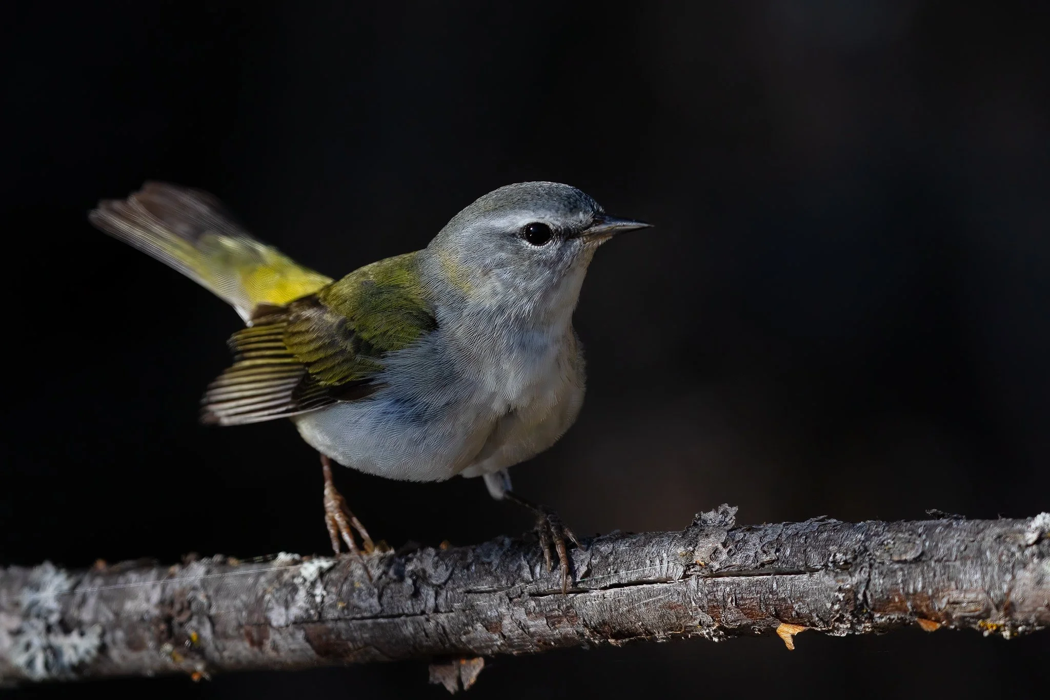 Warbler Season has begun!