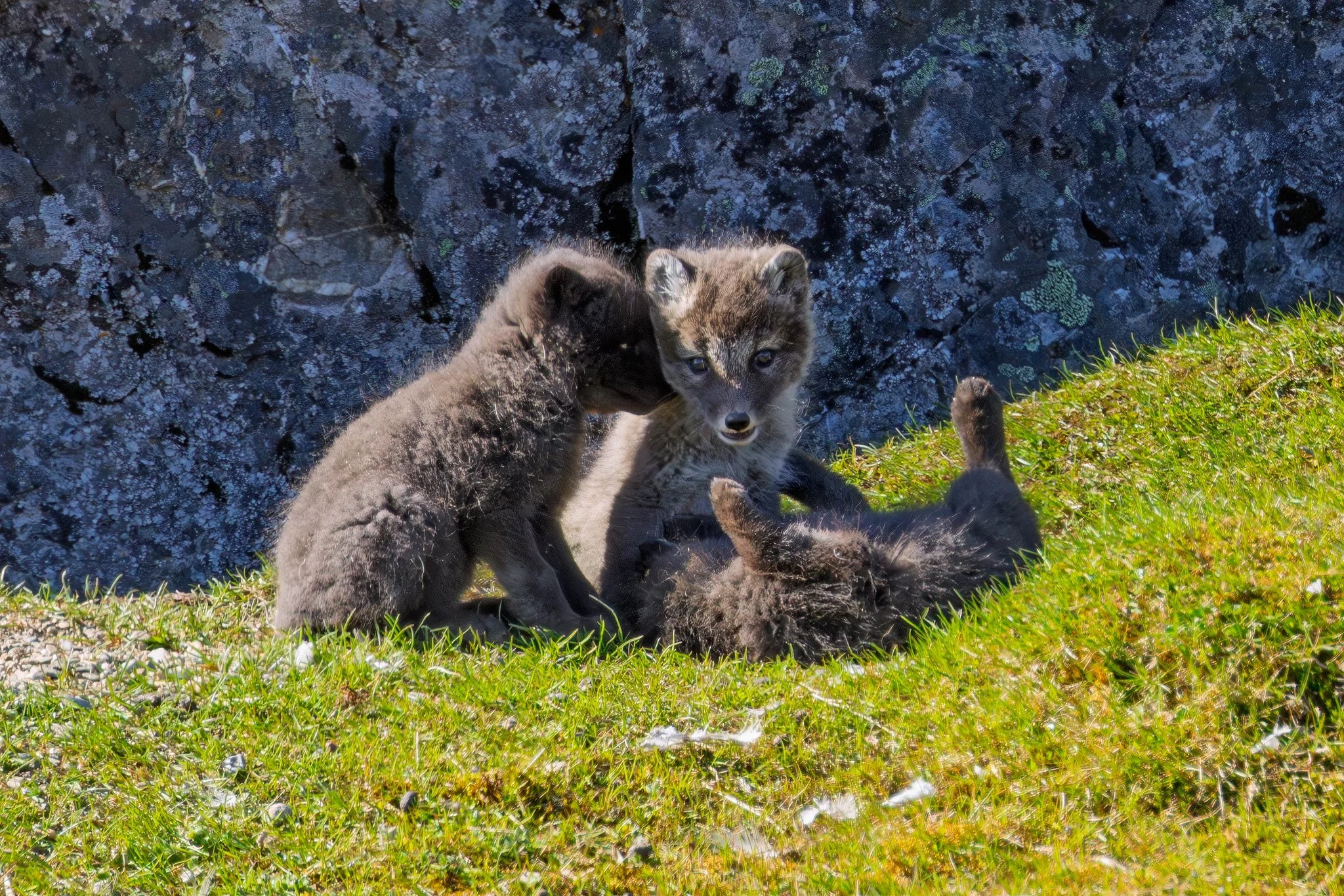 Arctic Fox