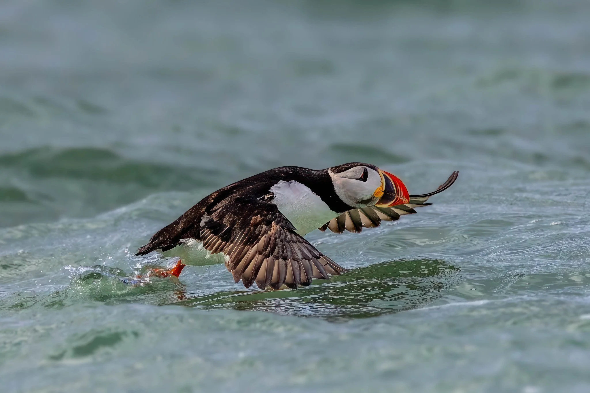 Atlantic Puffin