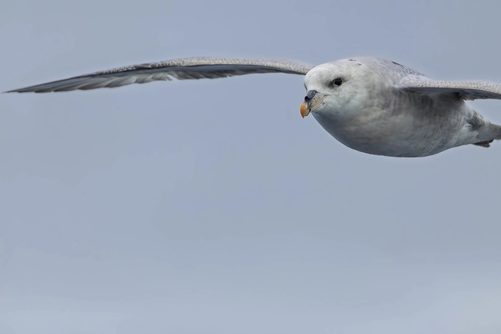 Northern Fulmar