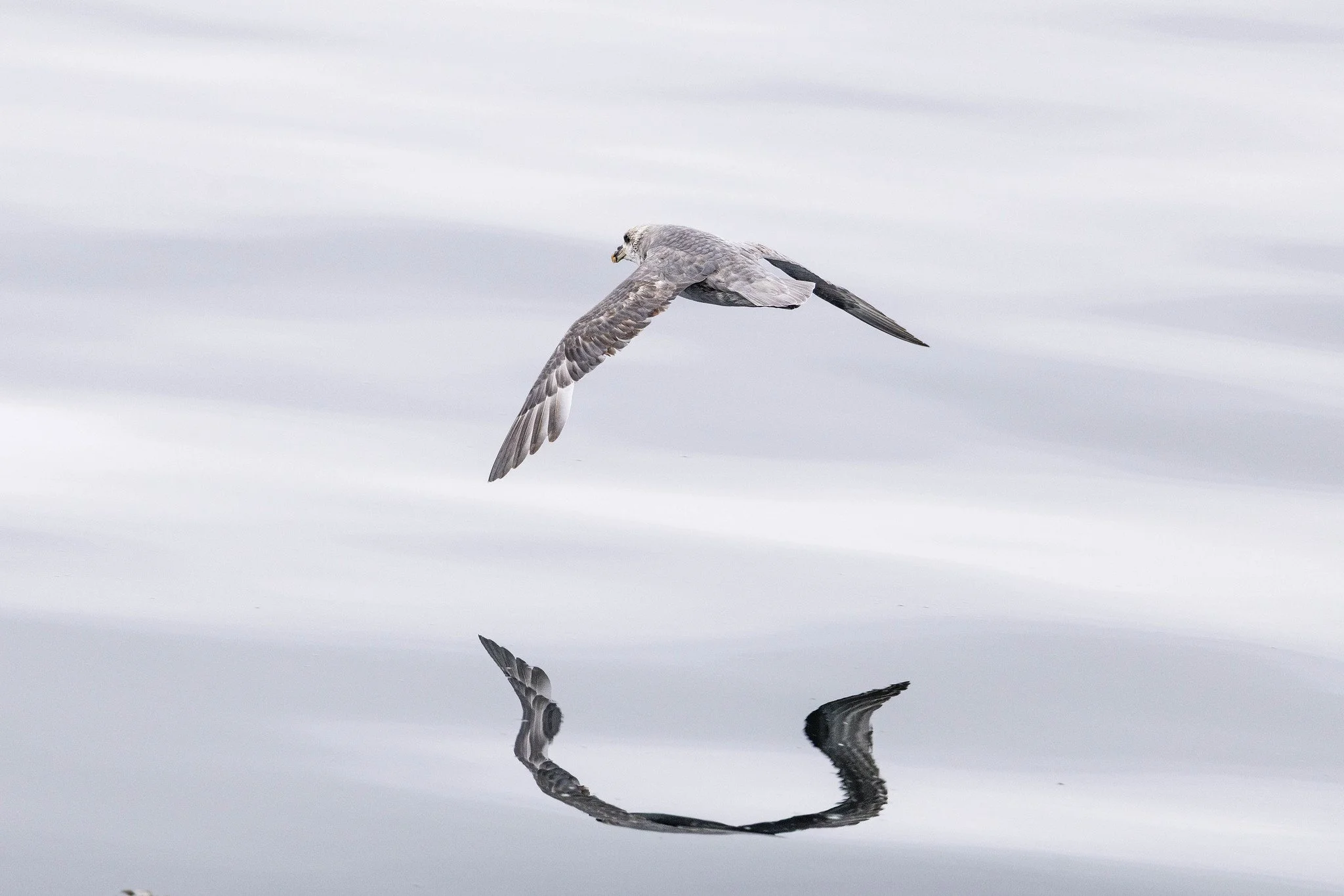 Northern Fulmar