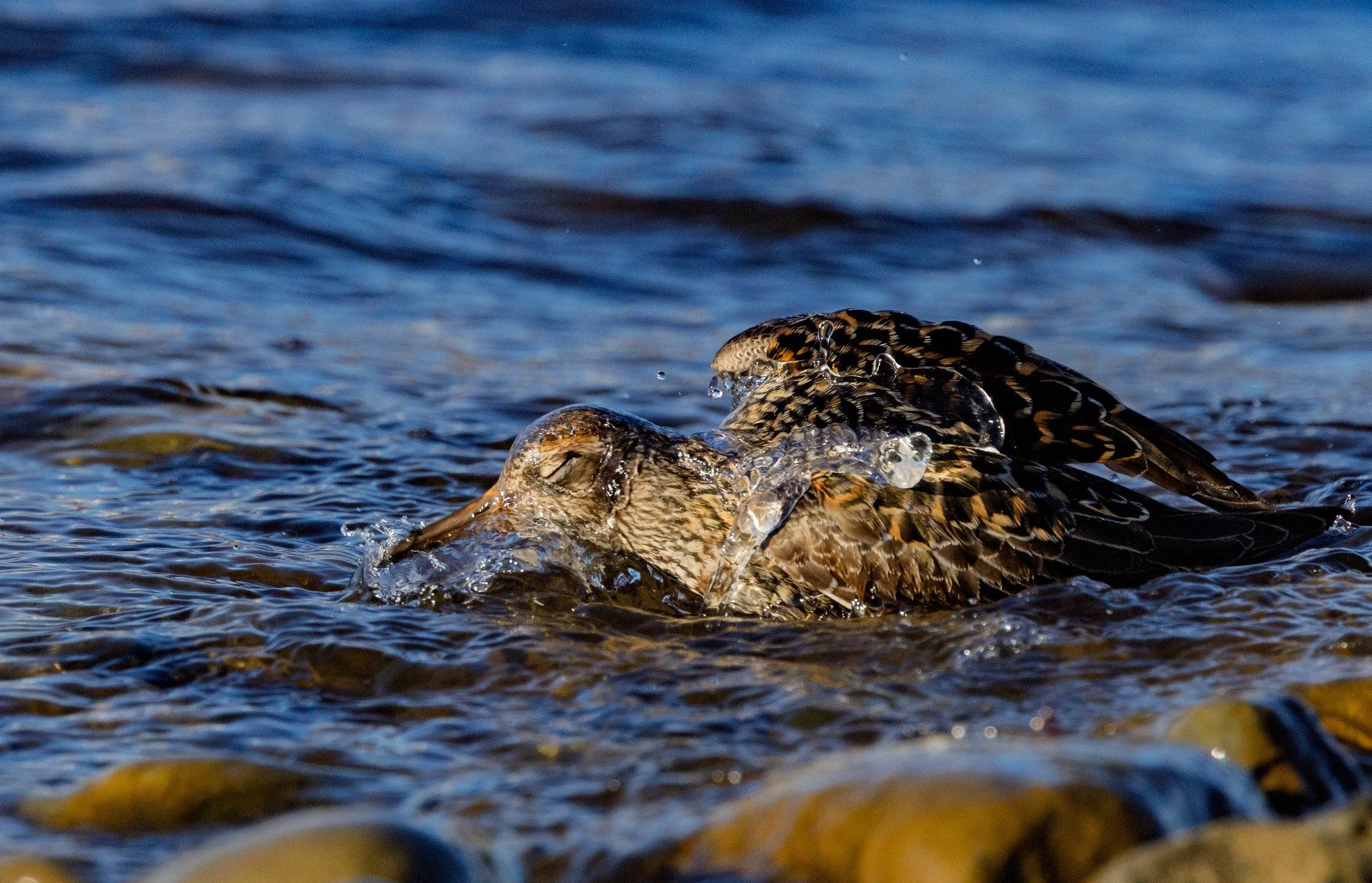 Purple Sandpiper