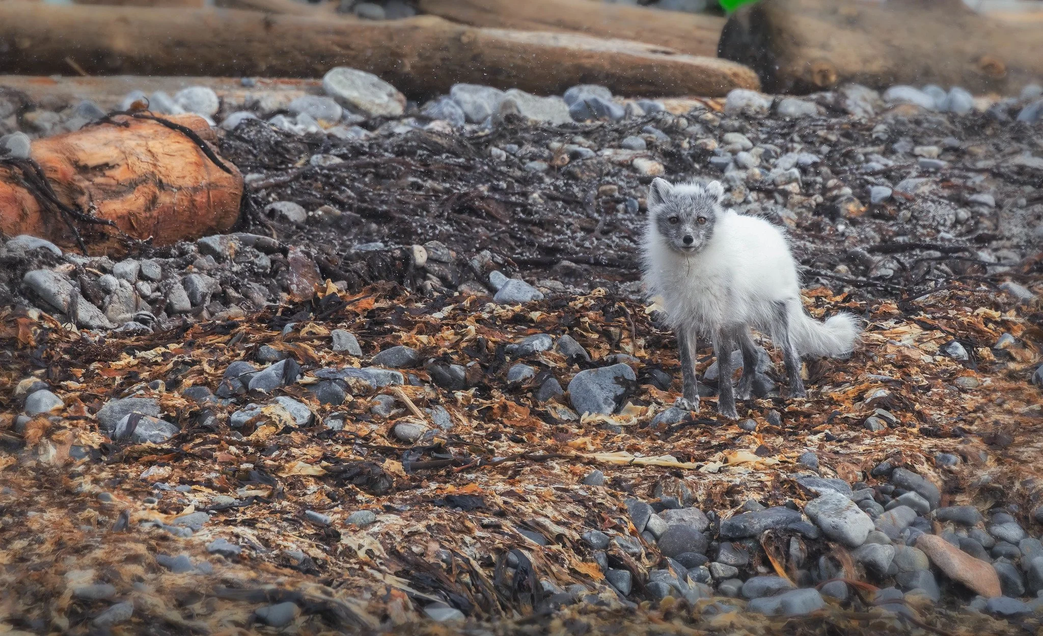 Arctic Fox